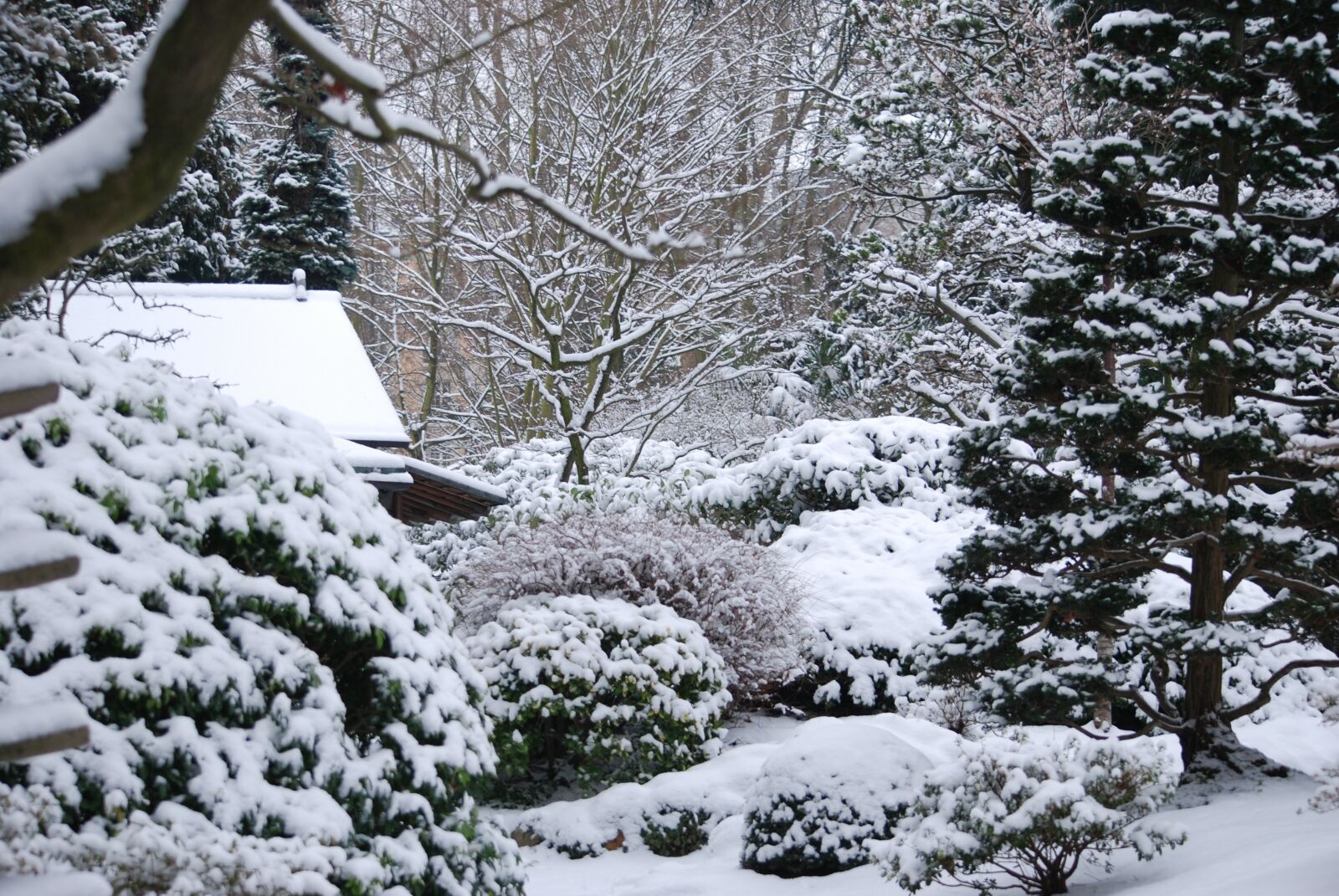 Nikon D80 sample photo. Winter, garden, snow photography