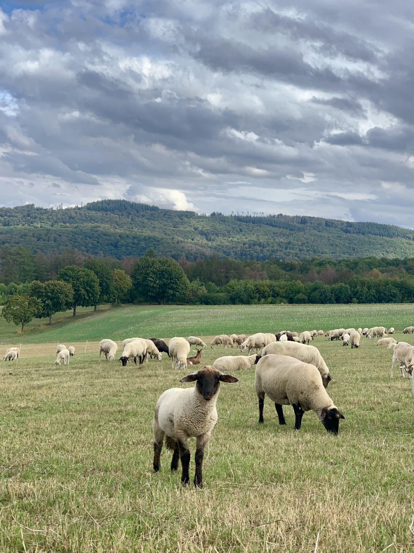 iPhone XS back dual camera 6mm f/2.4 sample photo. Westerwald, sheep, clouds photography