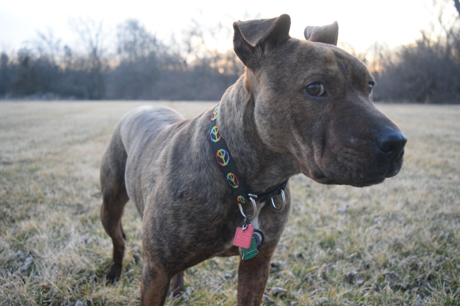 Nikon D3300 sample photo