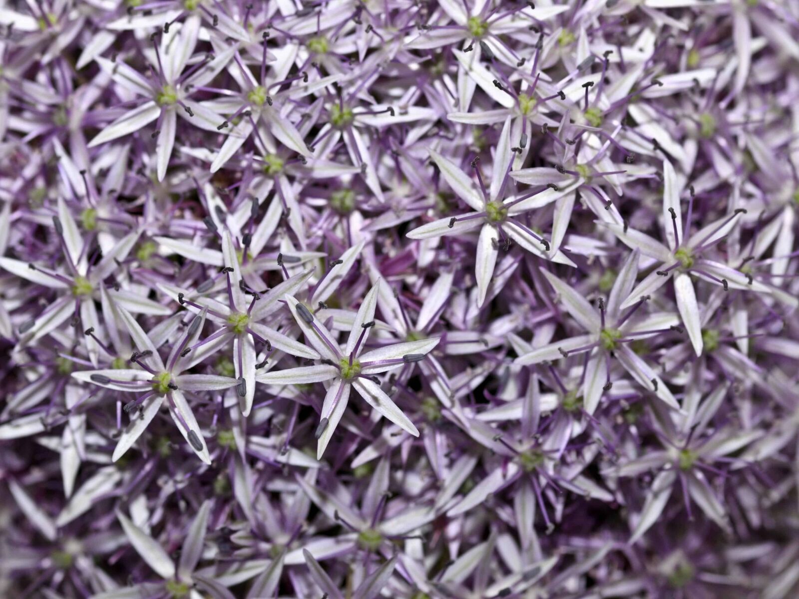 Nikon D300 sample photo. Lilac, flora, detail, flower photography