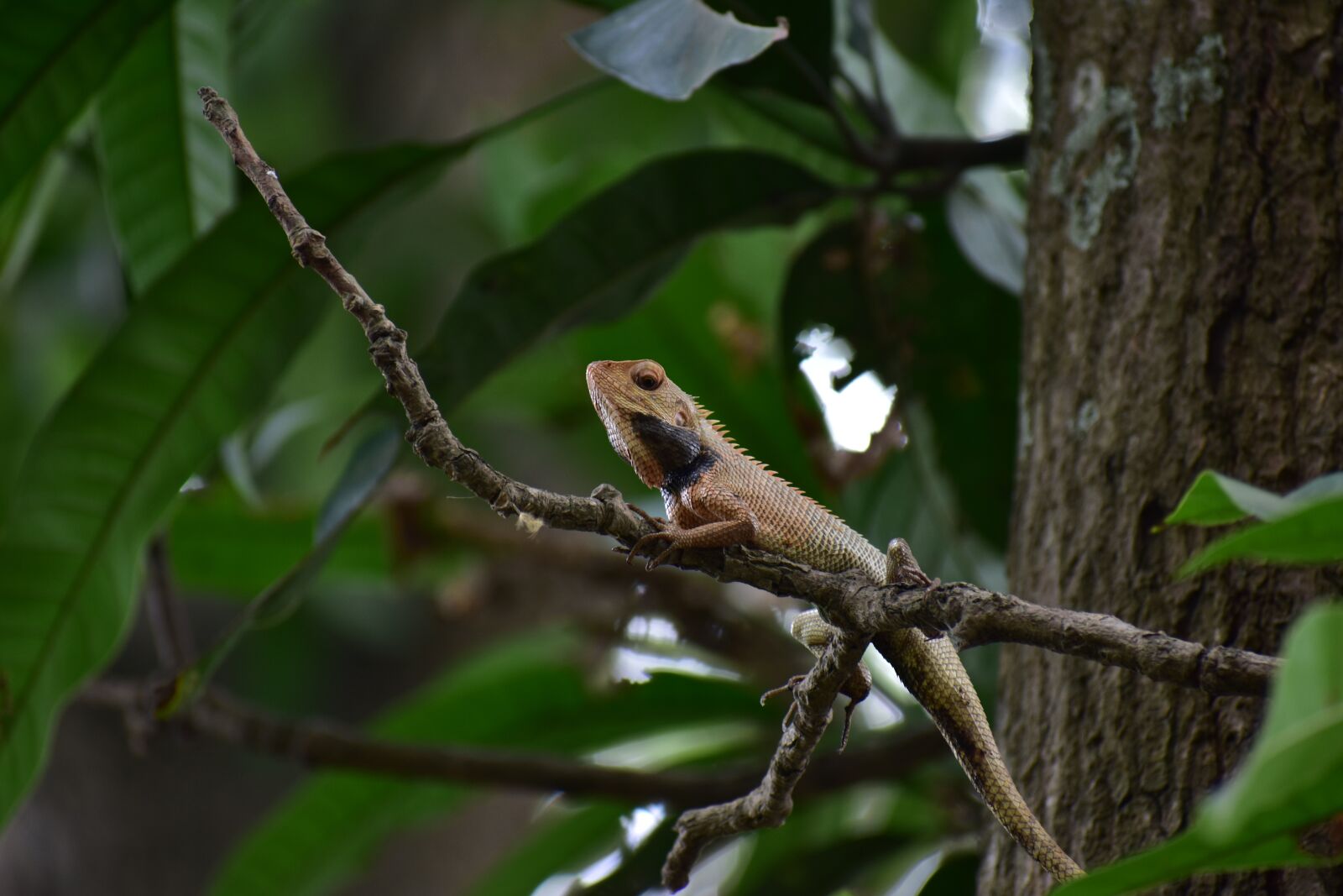 Nikon D3400 sample photo. Indian lizard, forest, close photography