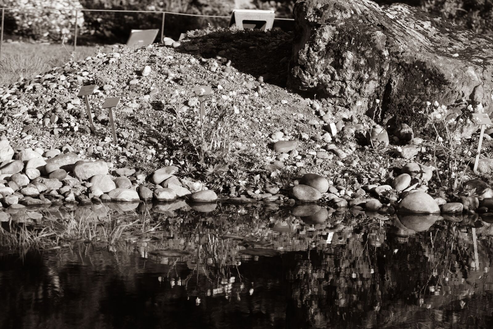 Canon EOS R sample photo. Water, puddle, garden photography