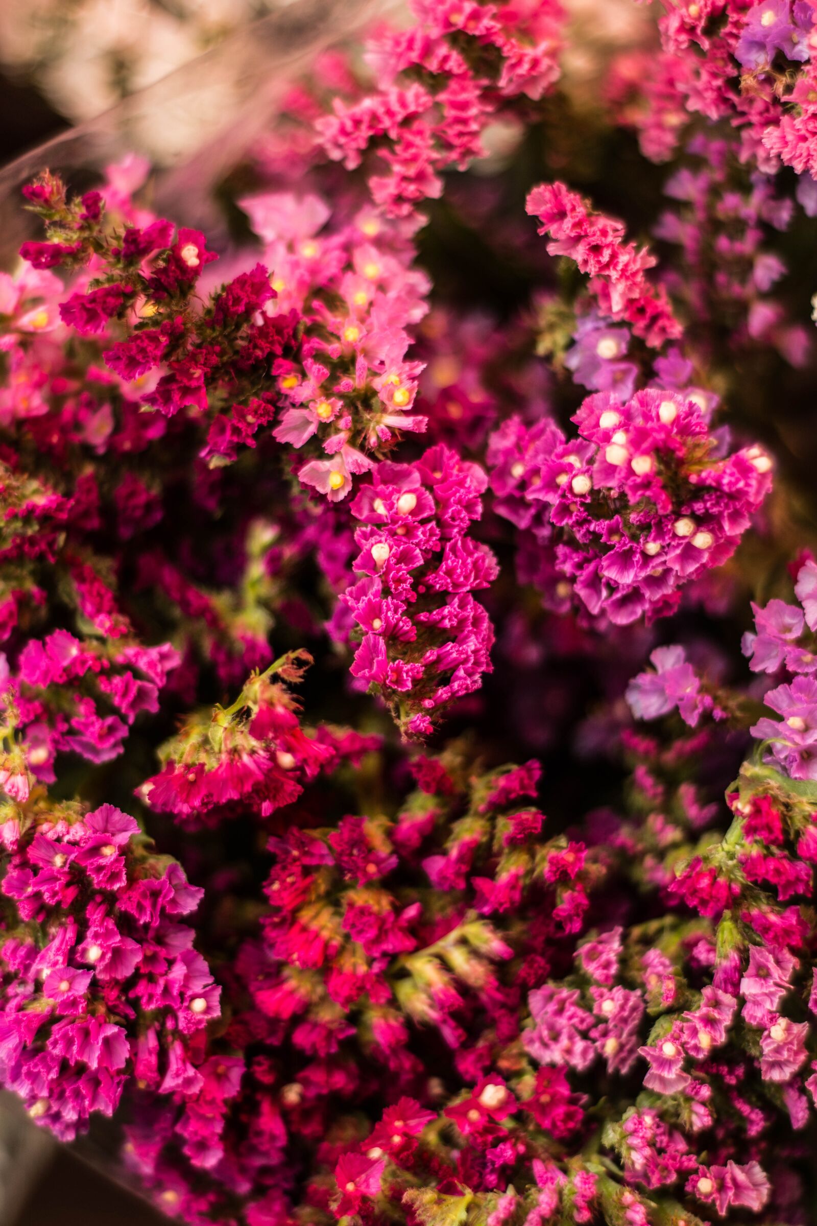Nikon D5200 sample photo. Bokeh, color, colorful photography