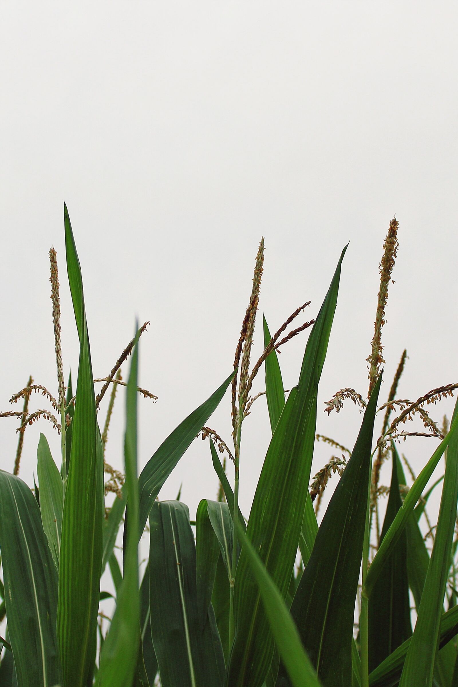 Canon EOS 1200D (EOS Rebel T5 / EOS Kiss X70 / EOS Hi) sample photo. Corn, cornfield, agriculture photography