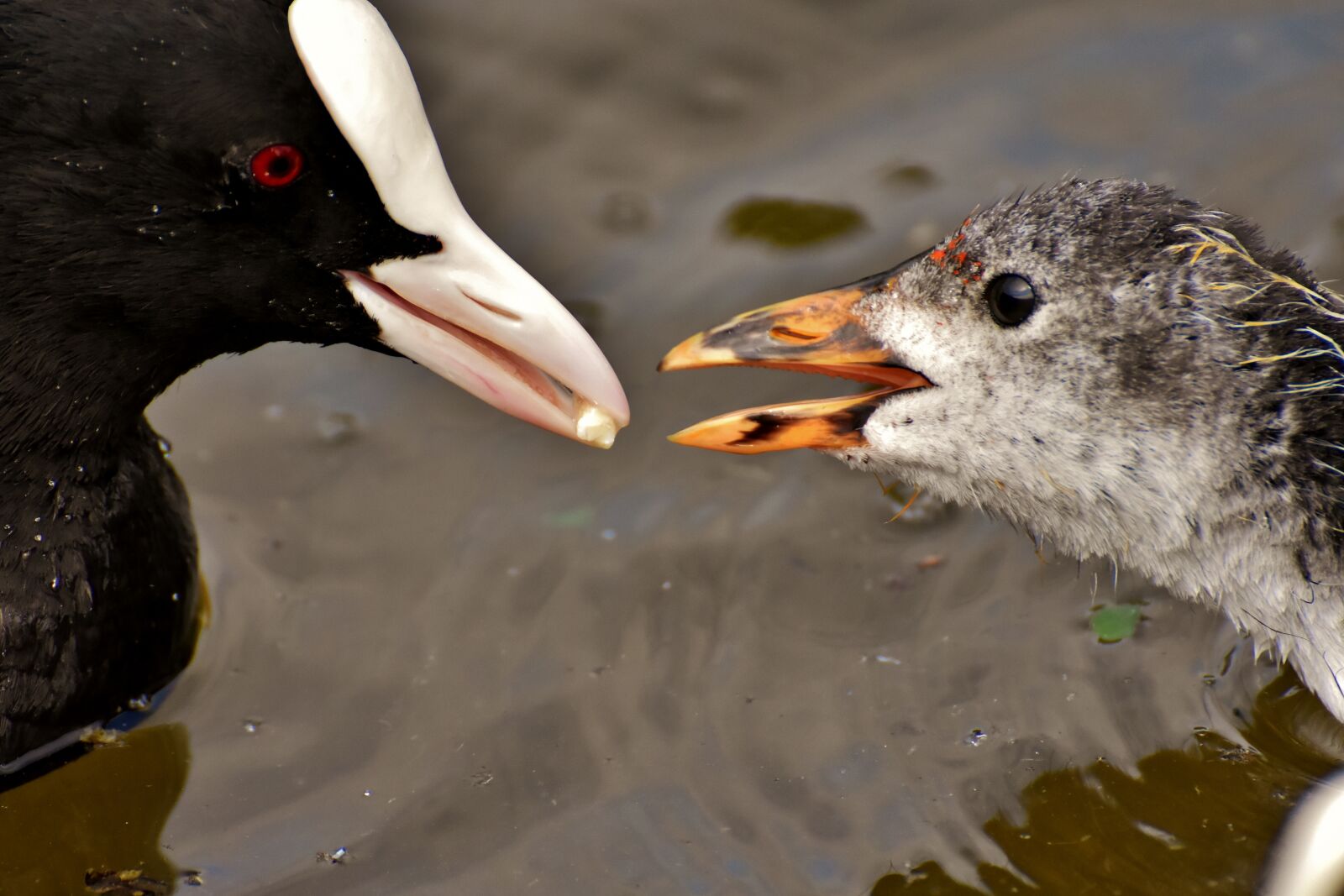Nikon D7200 sample photo. Coot, chicks, feed photography