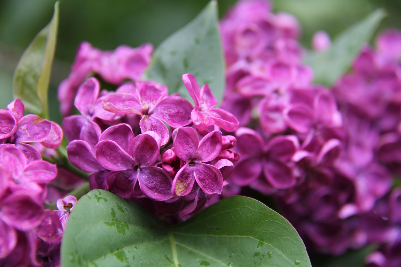 Canon EOS 7D sample photo. Lilac, rain, spring photography