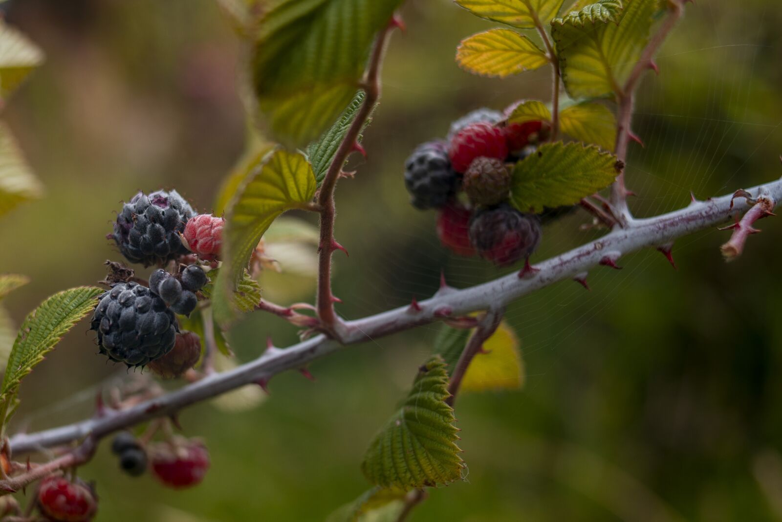 Nikon D600 sample photo. Blackberries, flower, nature photography