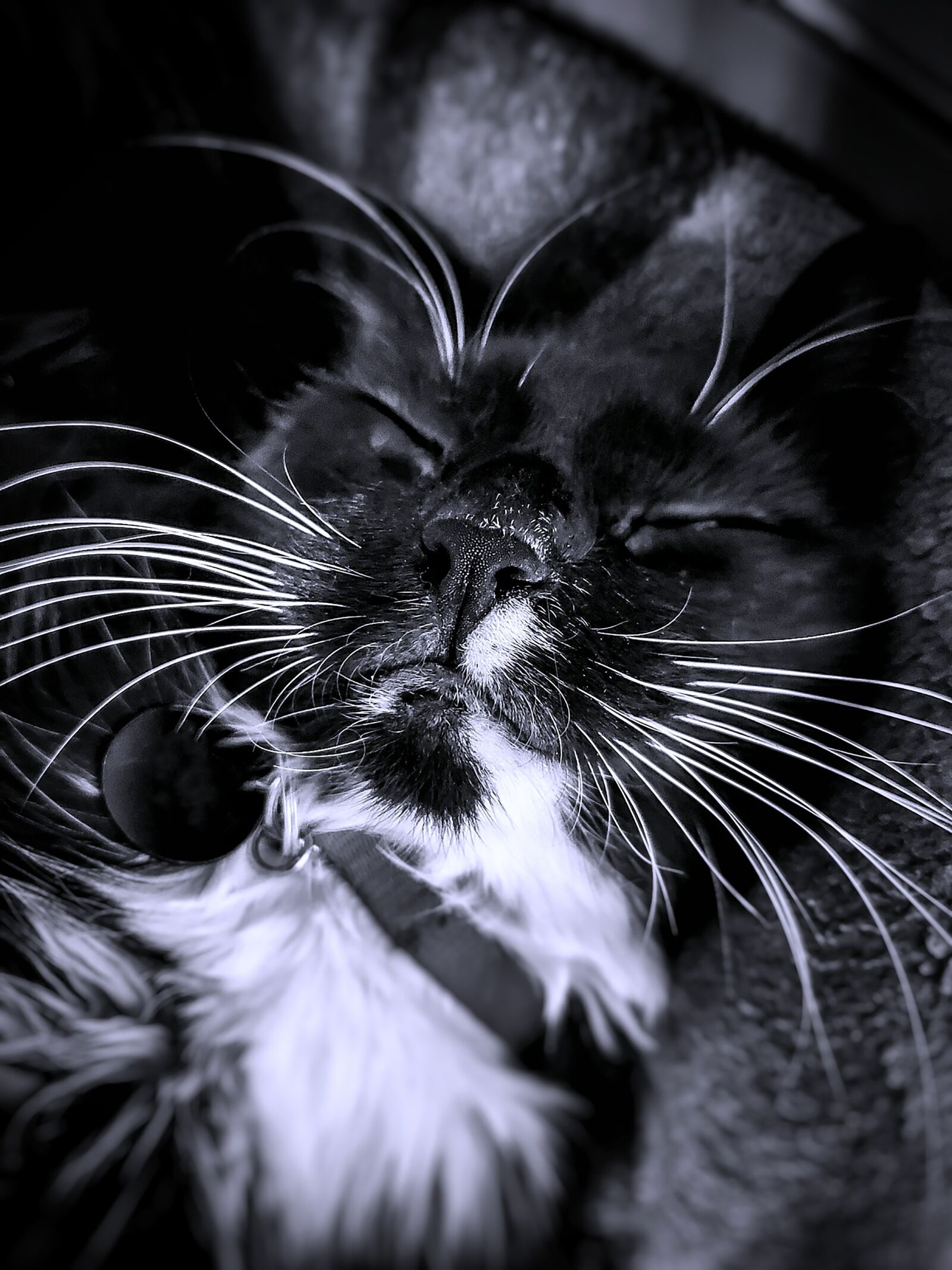 Samsung Galaxy S10+ sample photo. Cat, sleeping, pet photography