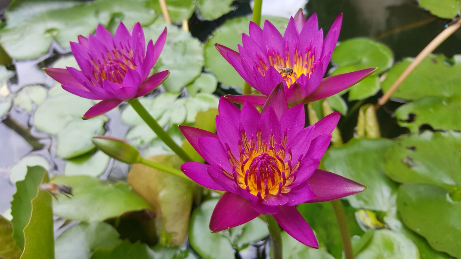Samsung Galaxy Note5 sample photo. Asian, buddhist, lily photography