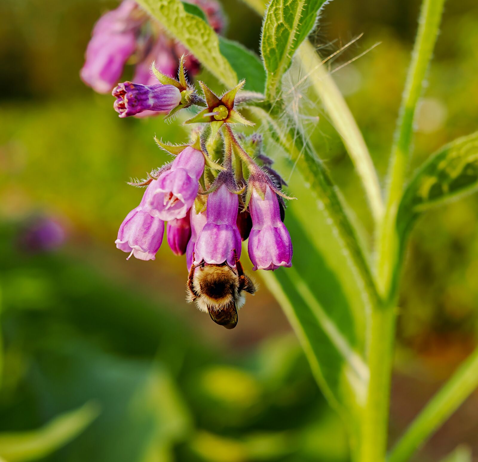 Fujifilm X-T10 + Fujifilm XF 35mm F1.4 R sample photo. True comfrey, common comfrey photography
