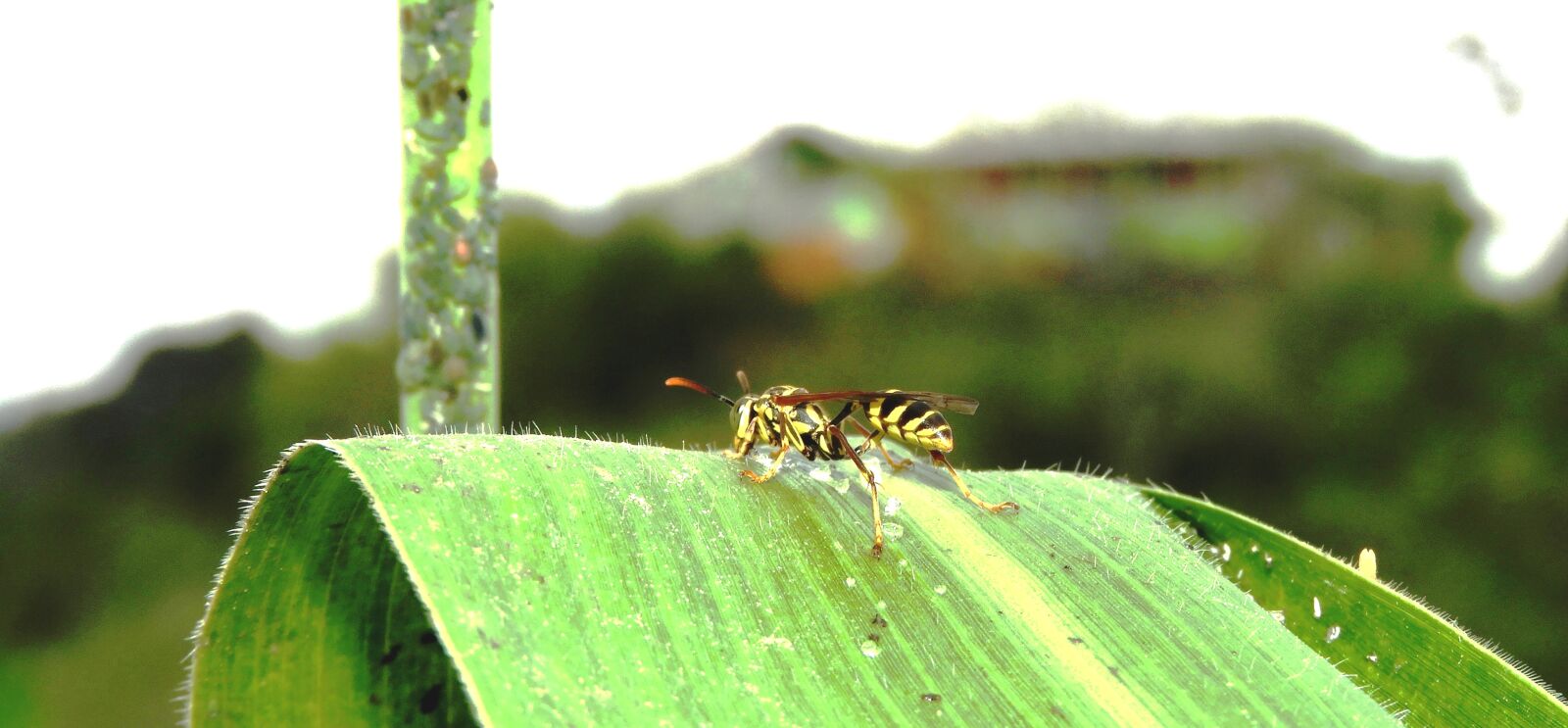 Nikon Coolpix B700 sample photo. Nature, insect, macro photography