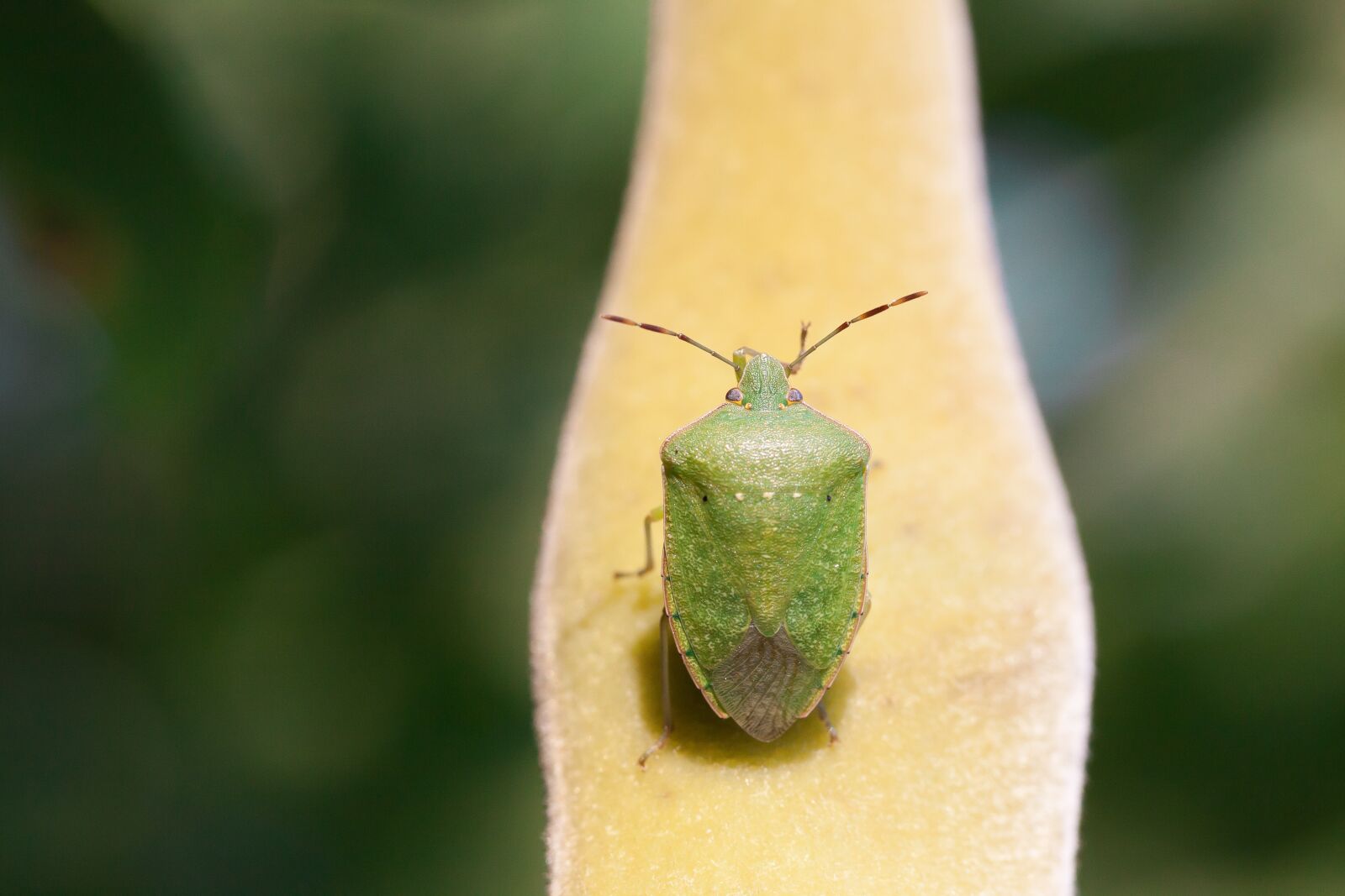 Canon EOS 50D sample photo. Bug, leaf bug, green photography