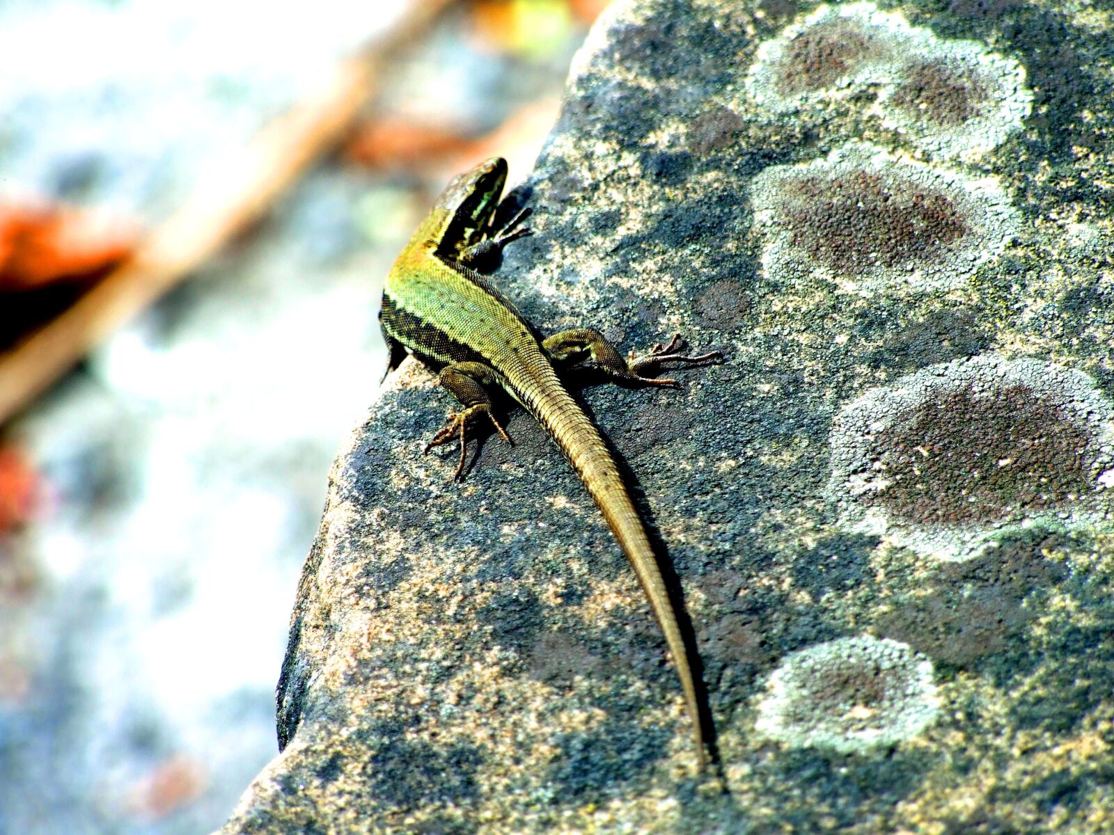 Fujifilm FinePix S6500fd sample photo. Nature, outdoors, reptile photography