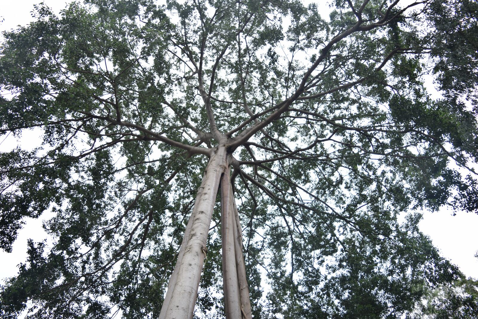 Nikon D3300 sample photo. Tree, green tree, green photography
