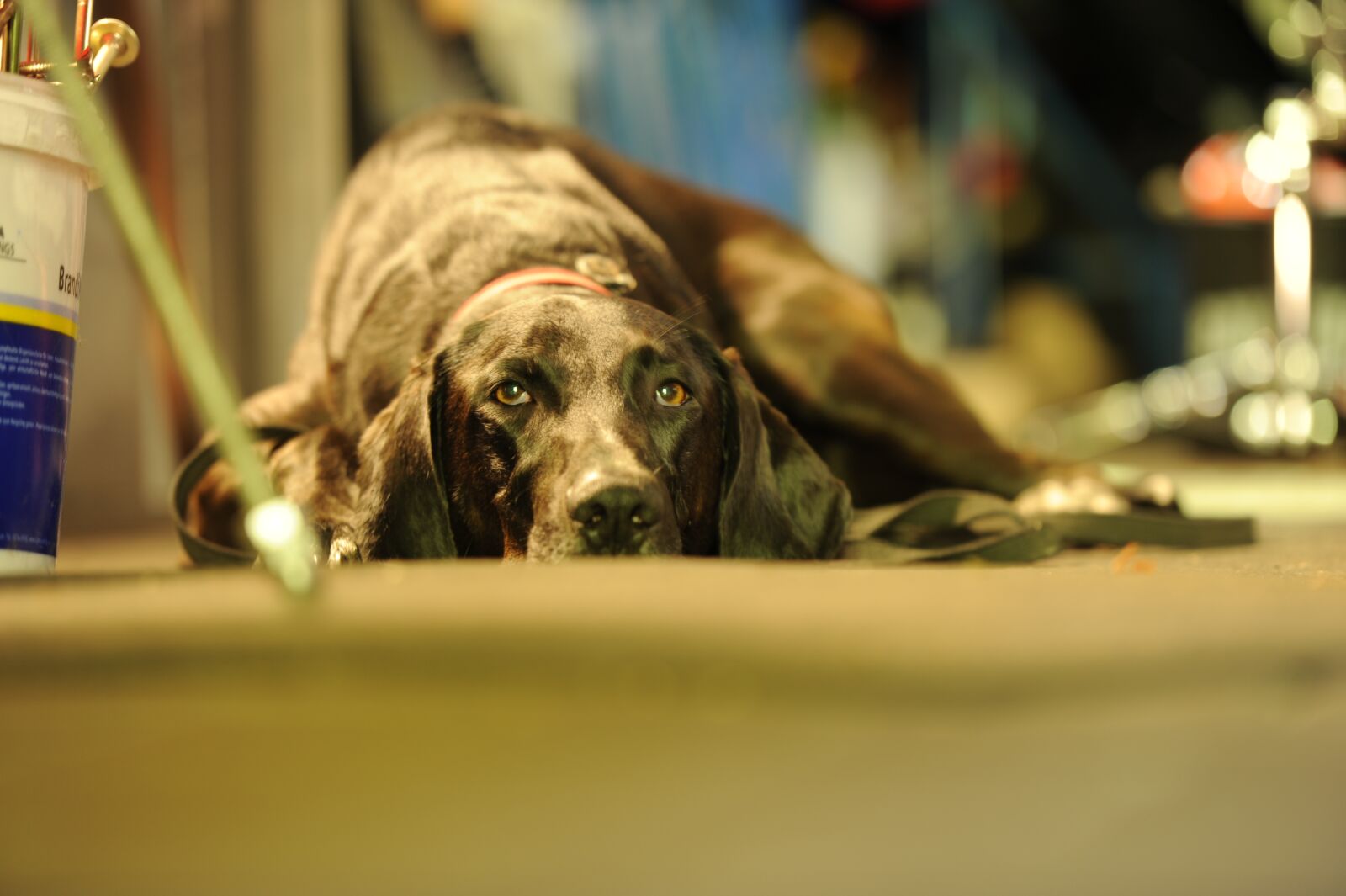 Nikon D700 sample photo. Dog, dog tired, sleep photography