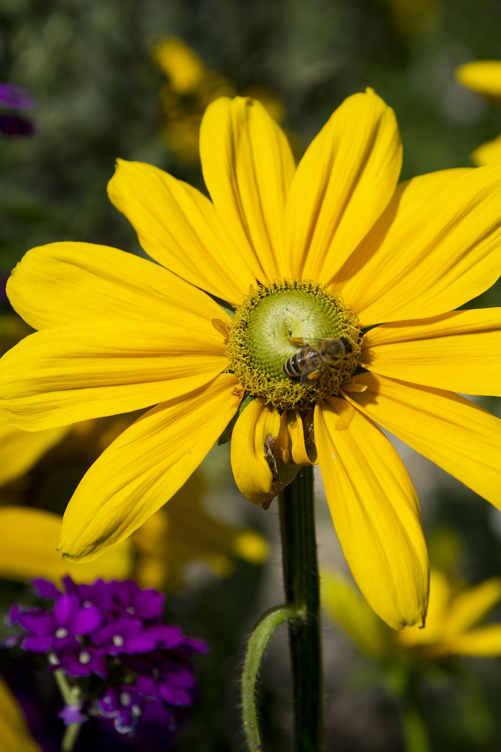 Nikon D7100 sample photo. Plants, flowers, flower photography