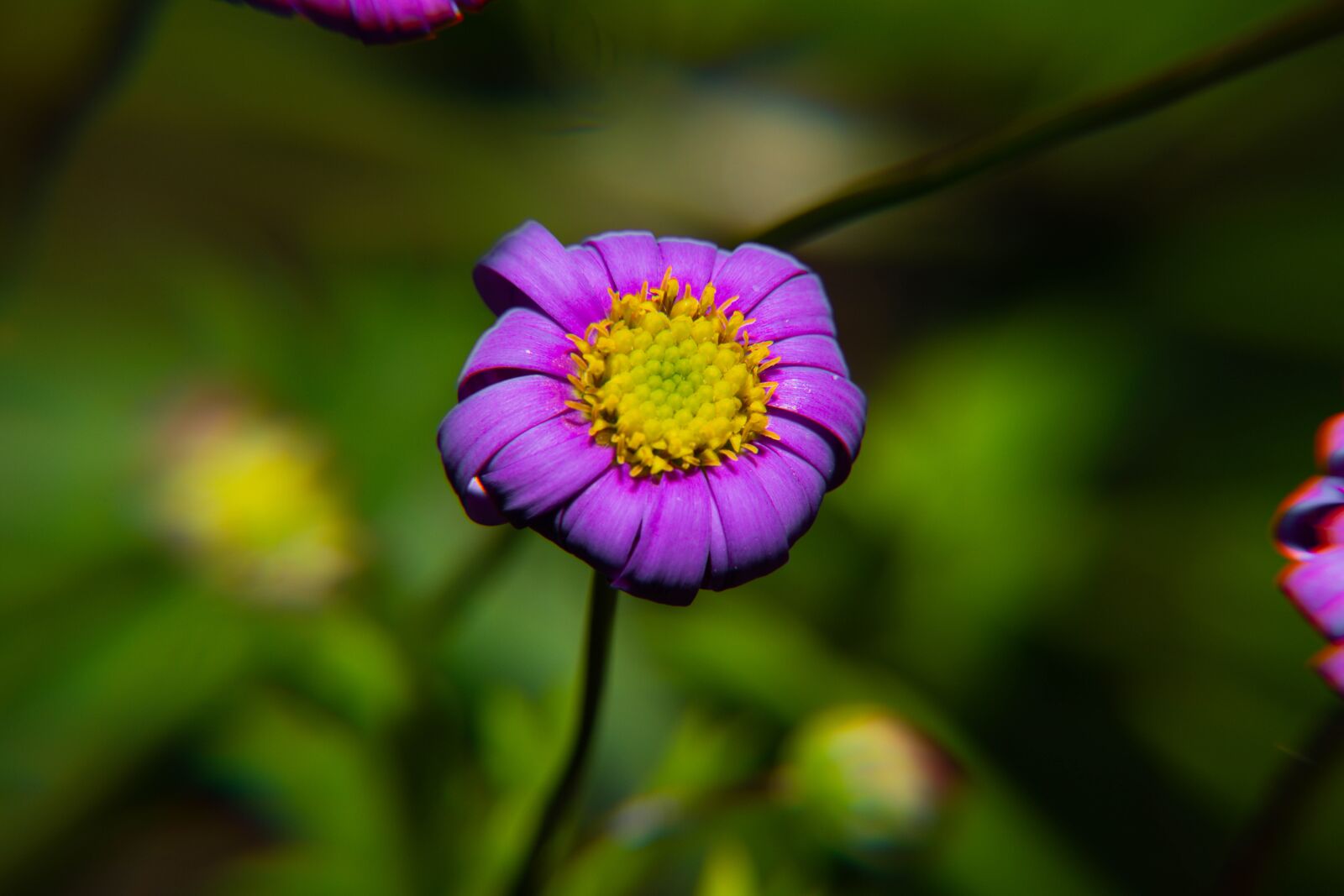 Nikon D850 sample photo. Spring, pollen, yellow photography