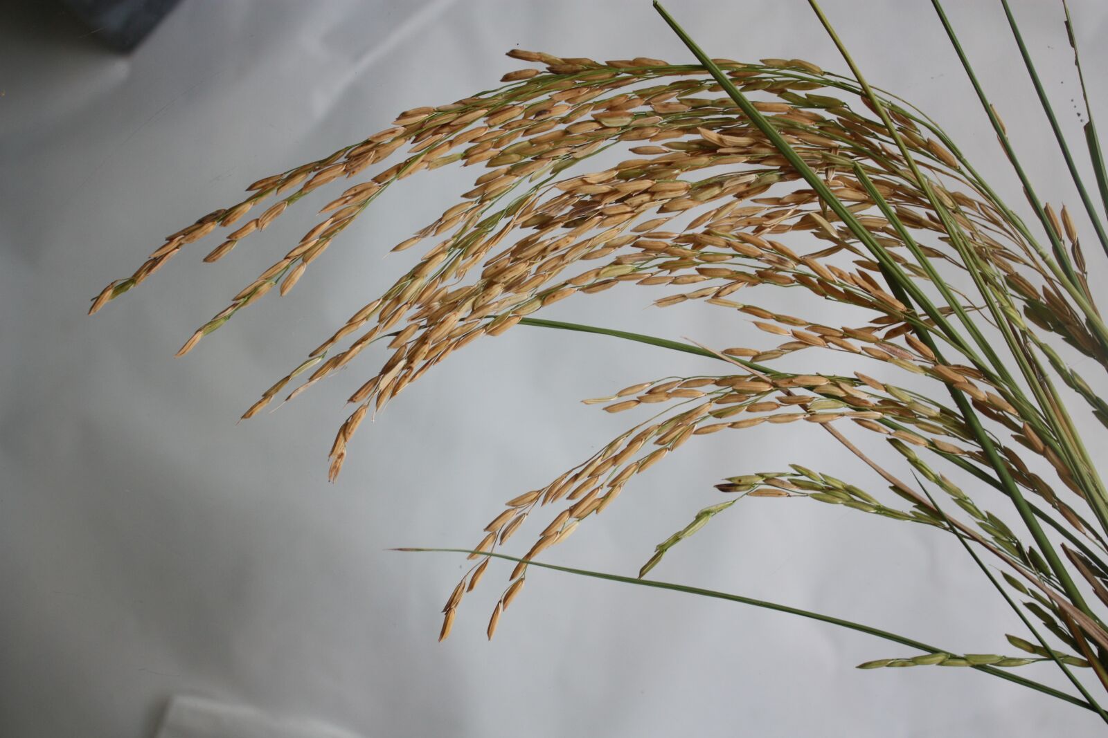 Canon EOS 450D (EOS Rebel XSi / EOS Kiss X2) sample photo. Rice, rice shot, jasmine photography