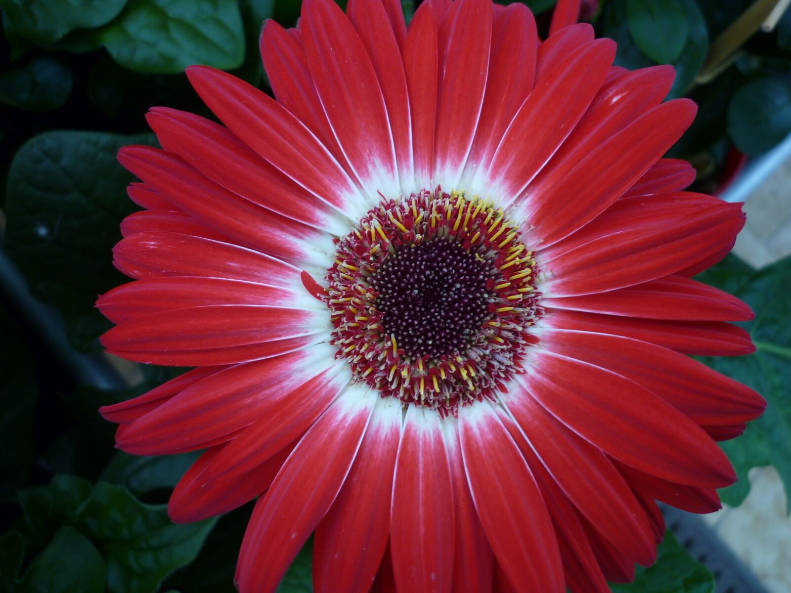Panasonic Lumix DMC-FS6 sample photo. Flower, coneflower, nature photography