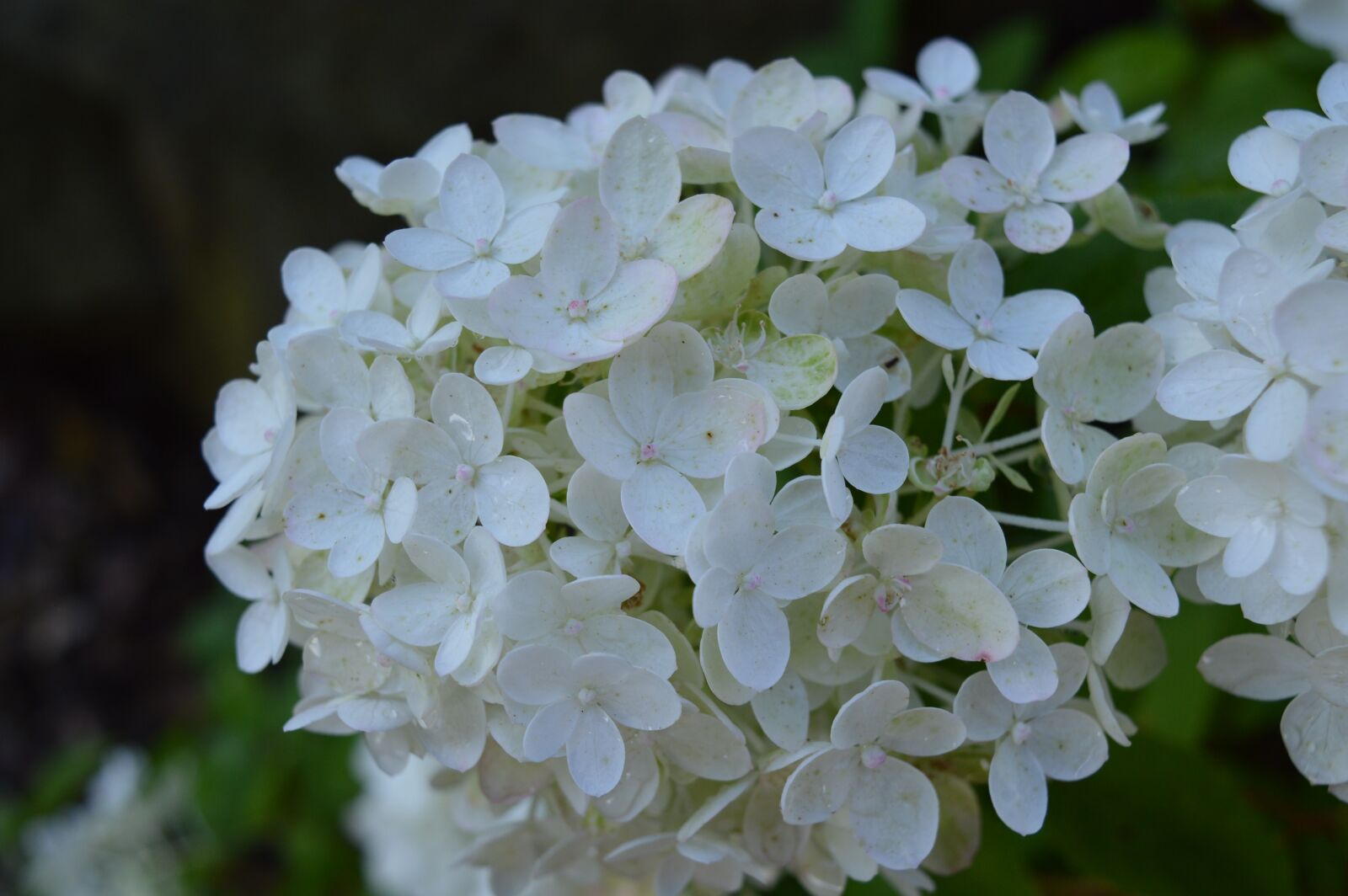 Nikon D3200 sample photo. Hydrangea, white hydrangea, flowers photography