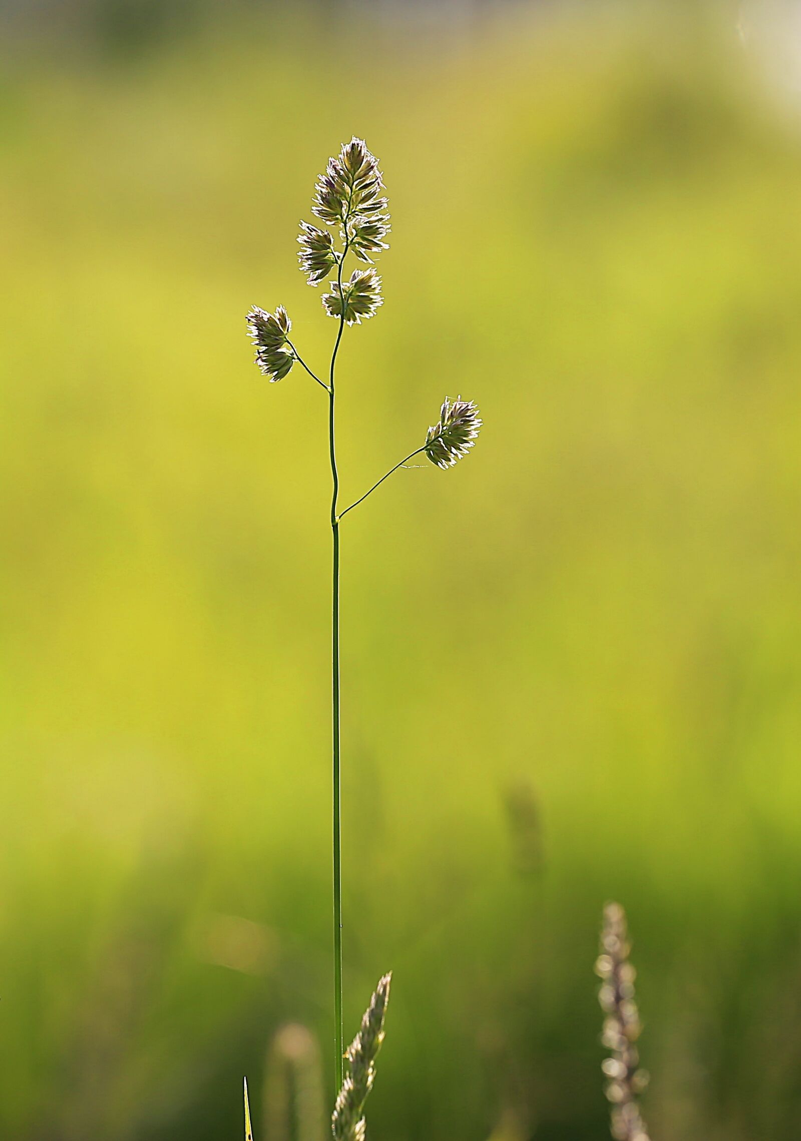 Canon EOS 6D + Canon EF 70-200mm F4L USM sample photo. Grass, beauty, summer photography