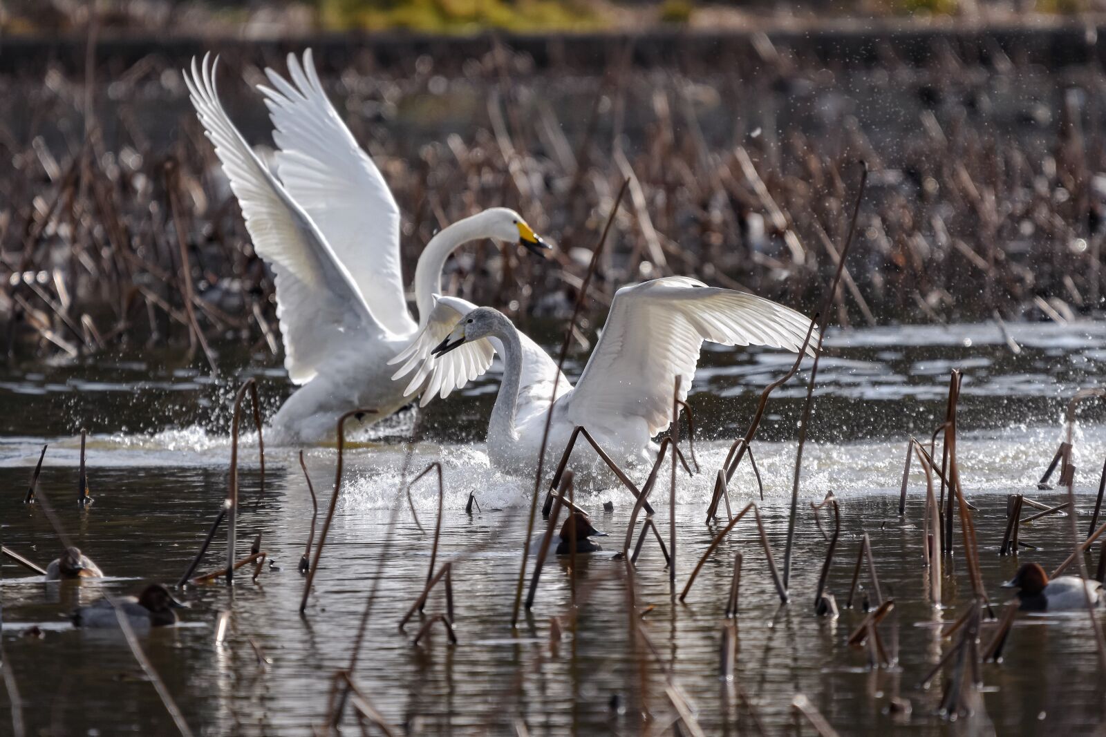Nikon D7200 sample photo. Animal, pond, water photography