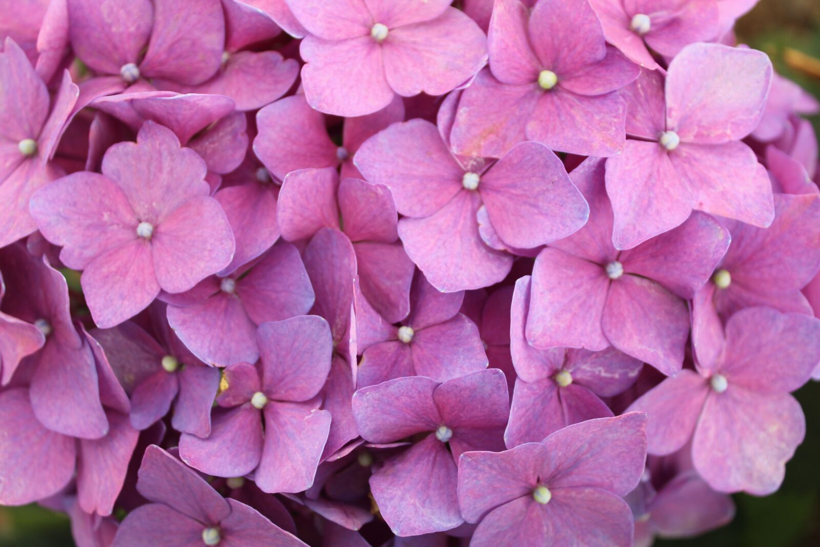 Canon EOS 1300D (EOS Rebel T6 / EOS Kiss X80) sample photo. Hydrangea macrophylla, flower of photography