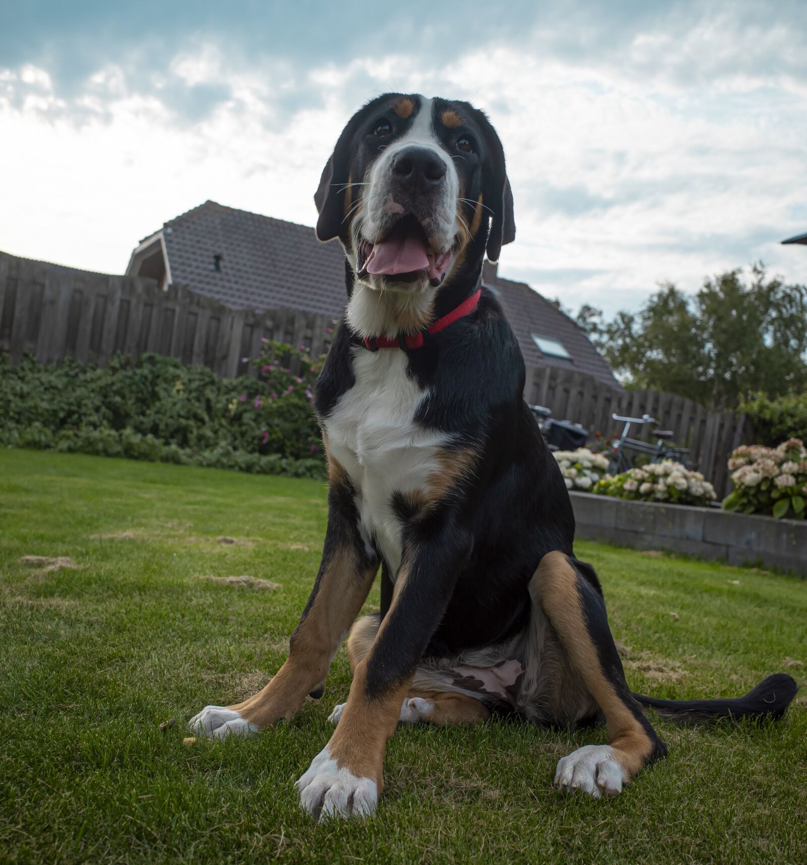 Ricoh GR III sample photo. Dog, pet, puppy photography