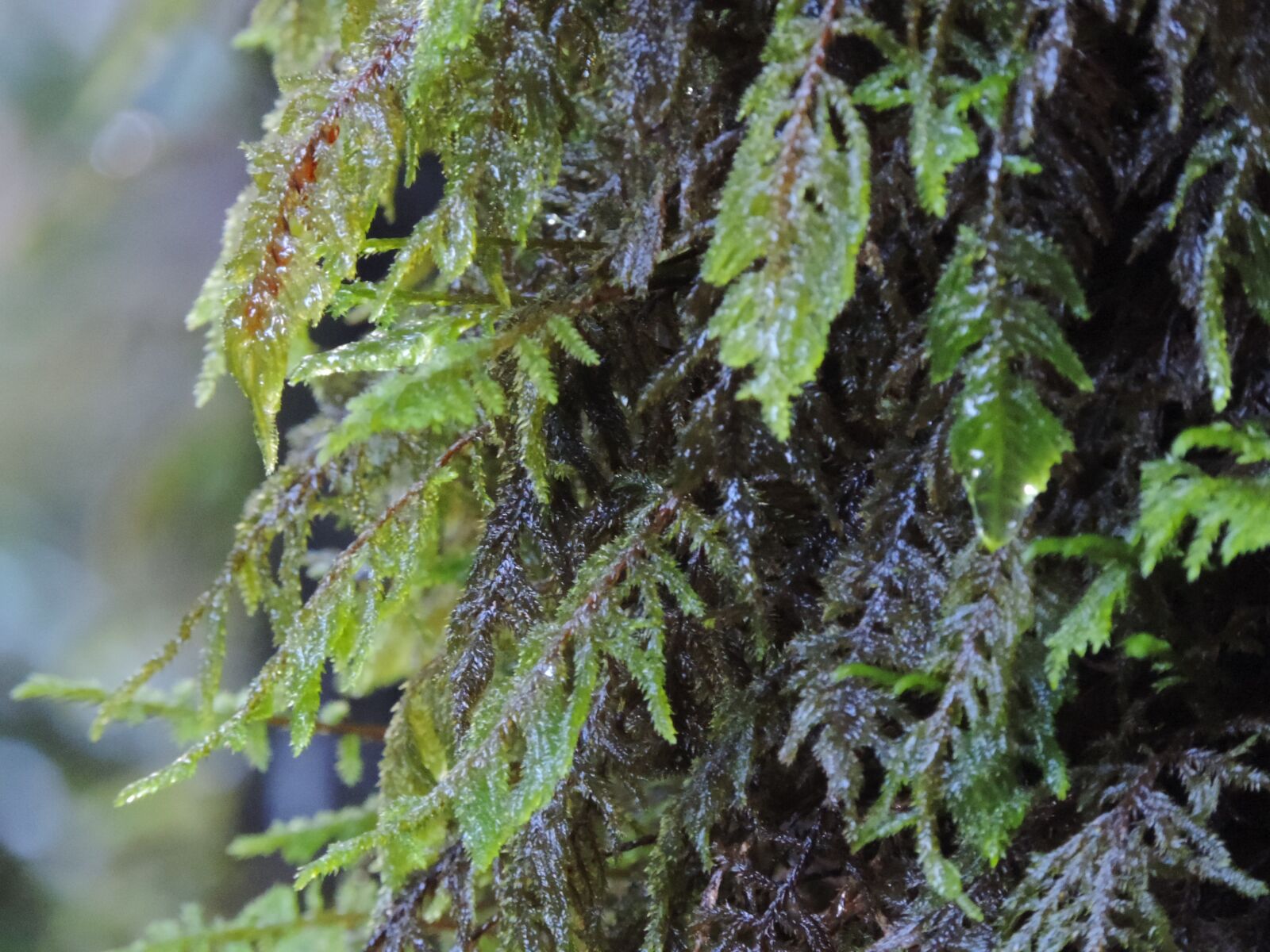 Nikon Coolpix P520 sample photo. Moss, wood, landscape photography