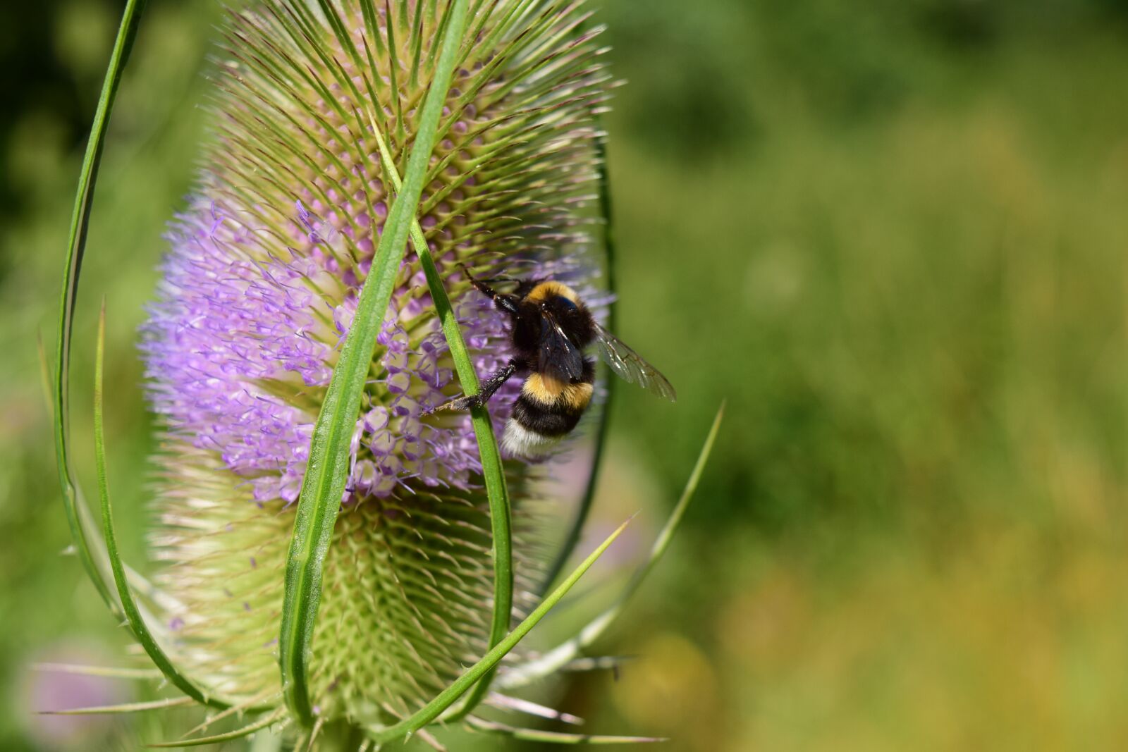 Nikon D3300 sample photo. Wild teasel, dipsacus fullonum photography
