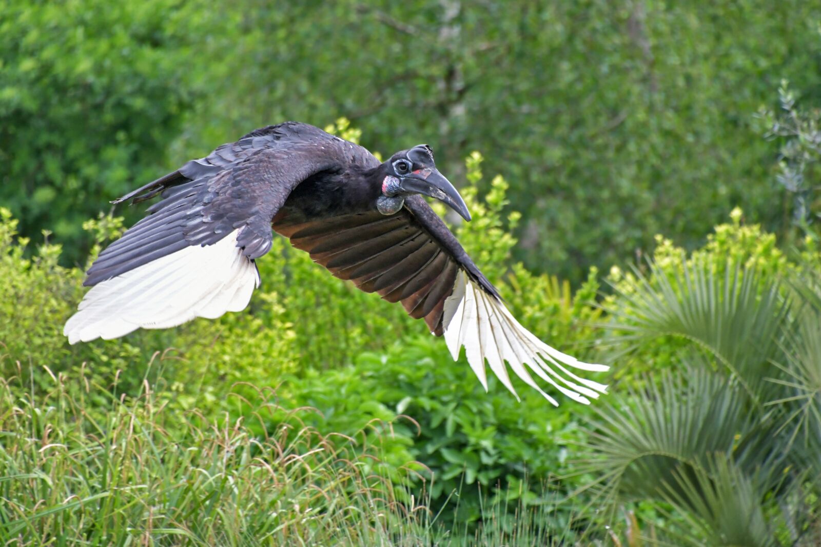 Nikon D500 sample photo. Hornbill, bird, fly photography