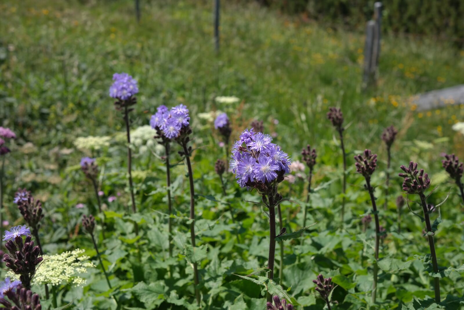 Samsung NX300 sample photo. Cicerbita alpina, flower, blossom photography
