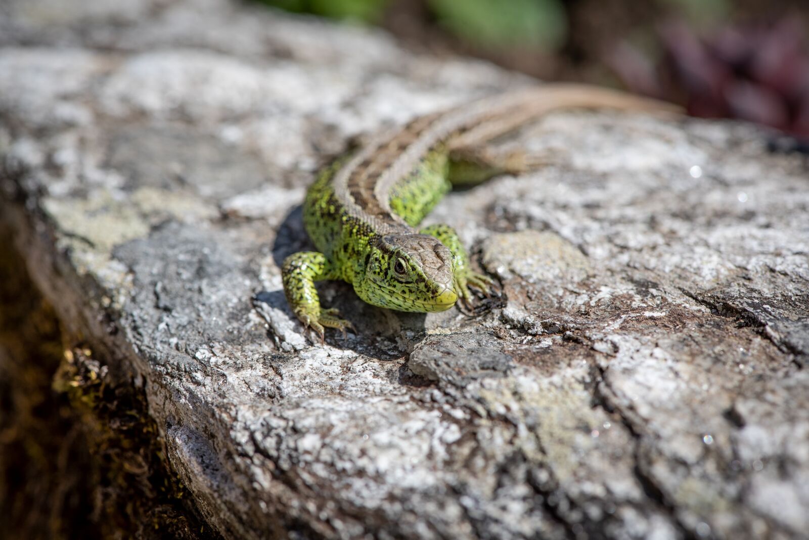 Nikon D750 sample photo. Lizard, stone, green photography