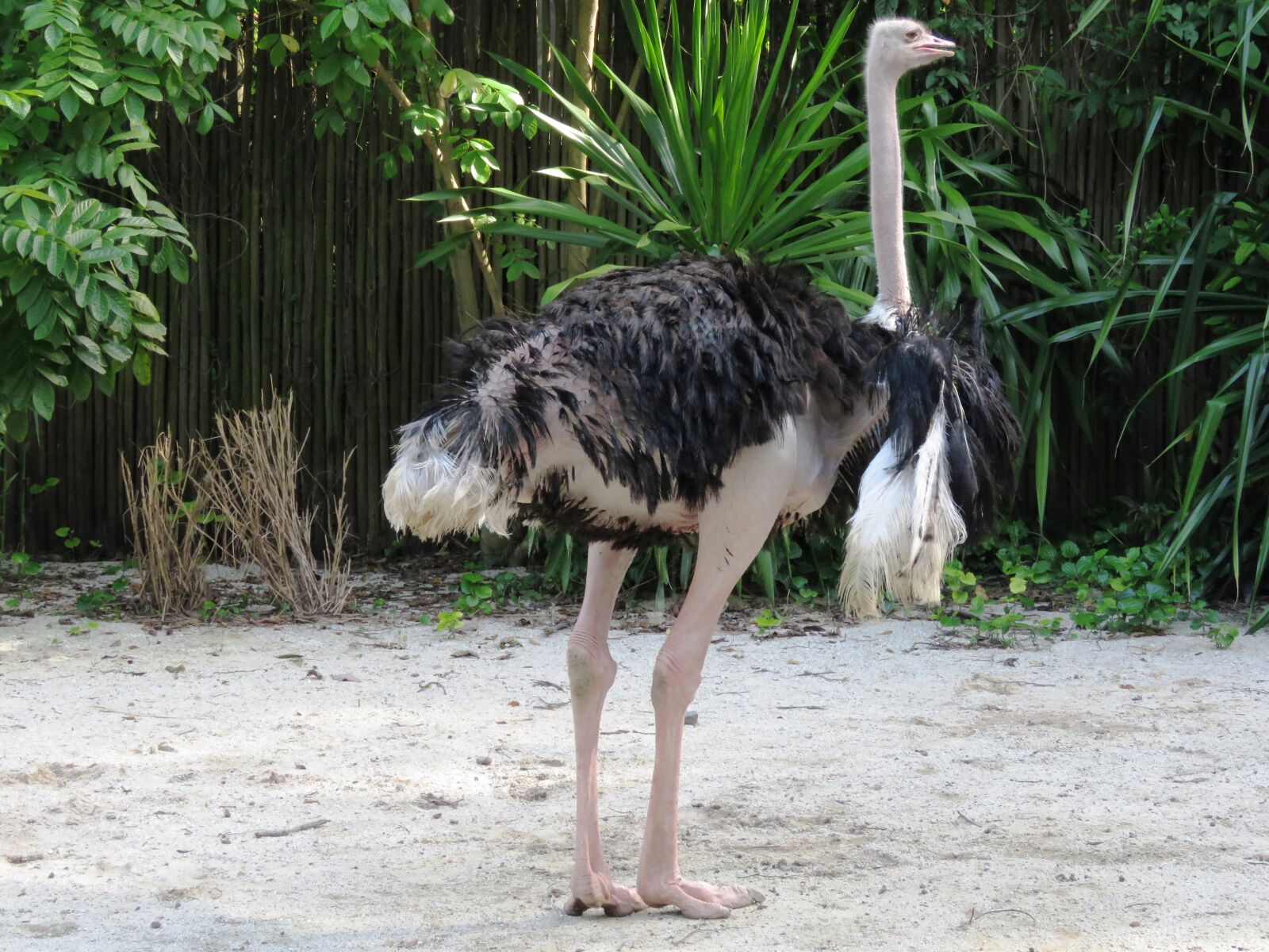 Canon PowerShot SX60 HS sample photo. Ostrich, big bird, long photography