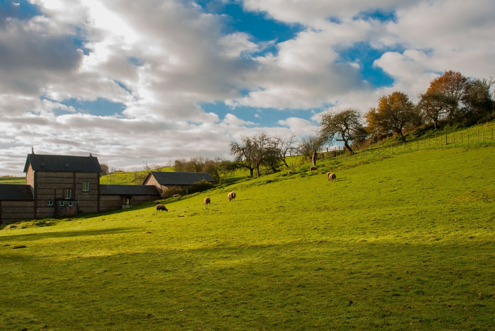 Nikon D80 sample photo. Farm, sheep, meadows photography