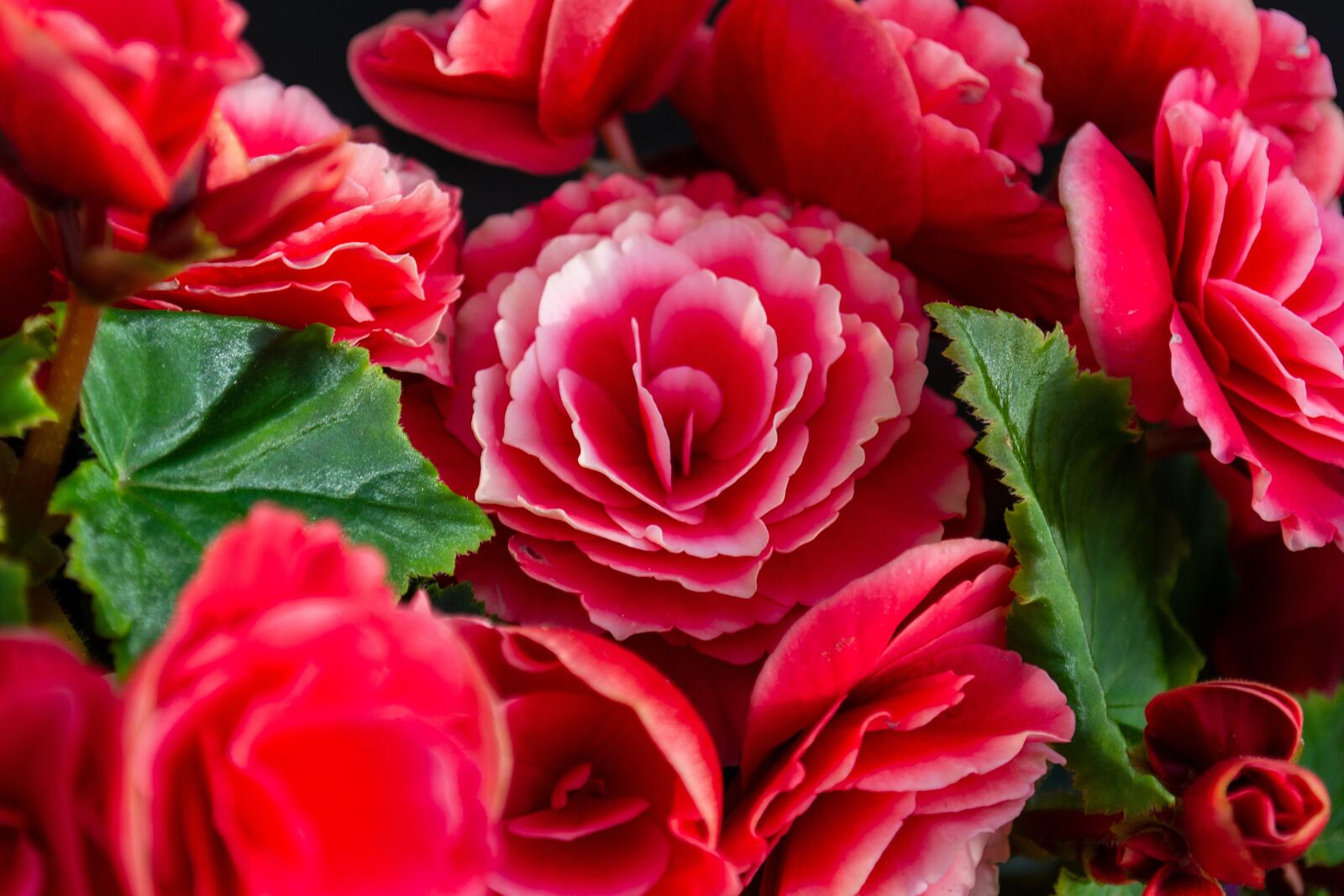 Nikon D3100 sample photo. Roses, game, natural photography