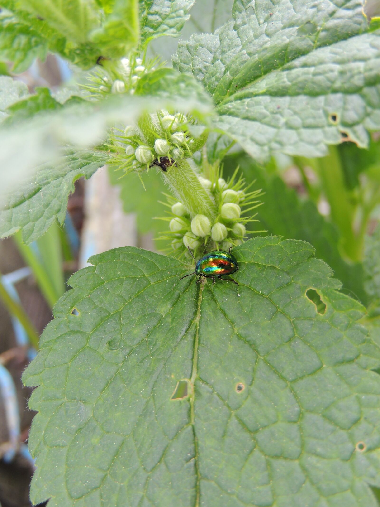 Nikon Coolpix P510 sample photo. Beetle, plant, insect photography