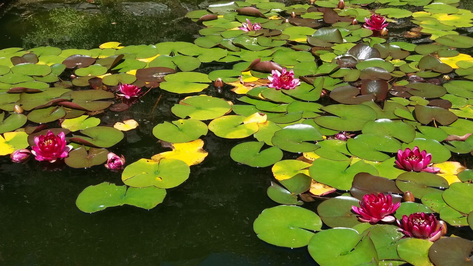 Samsung Galaxy J5 sample photo. Lake, flower, leaf photography