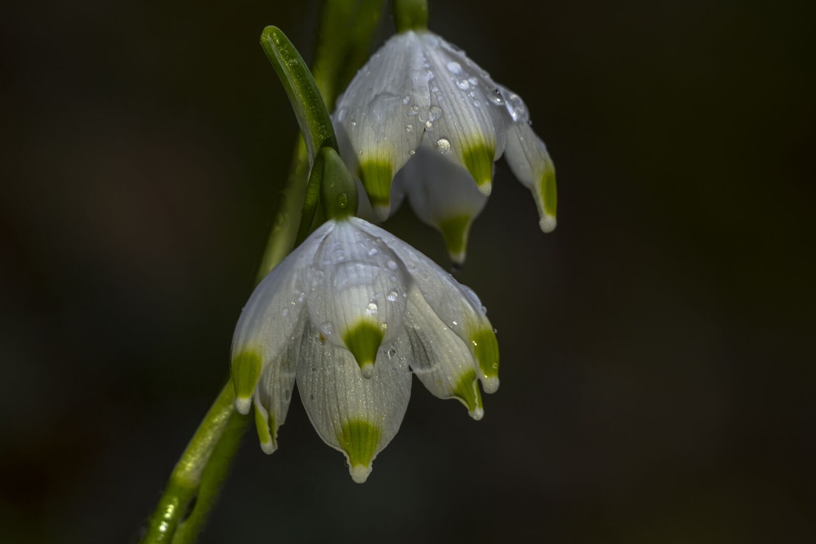 Canon EOS 7D sample photo. Snowdrop, snowflake, flower photography