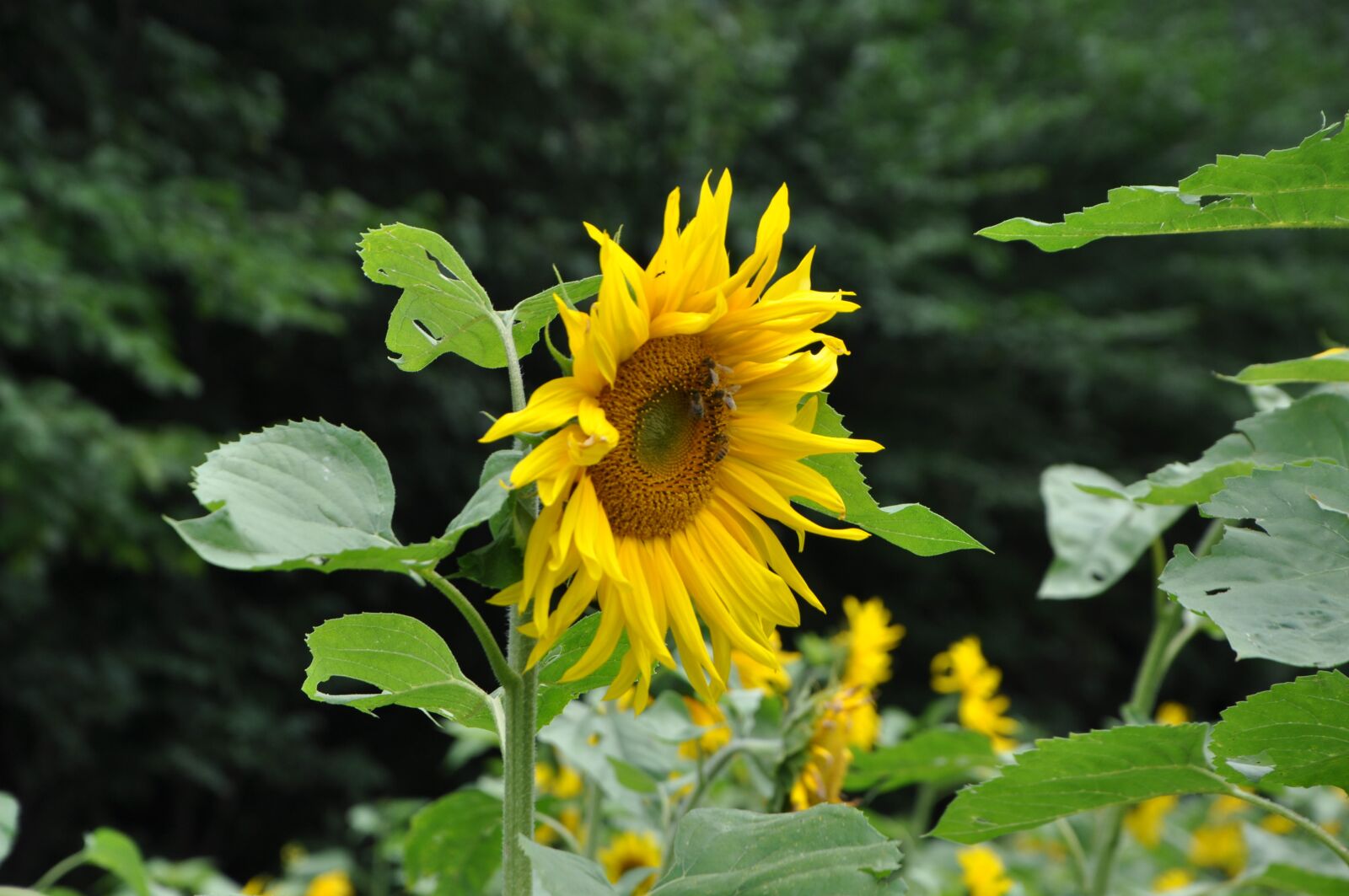 Nikon D90 sample photo. Sunflower, nature, field photography