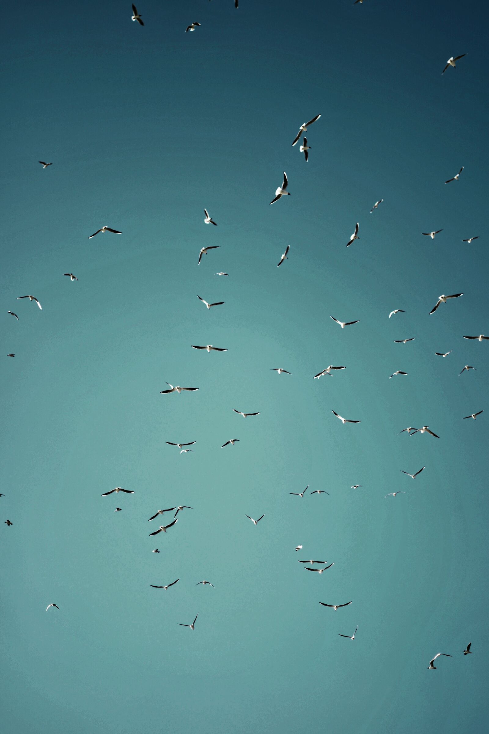 Nikon D3100 sample photo. Birds, the seagulls, sea photography