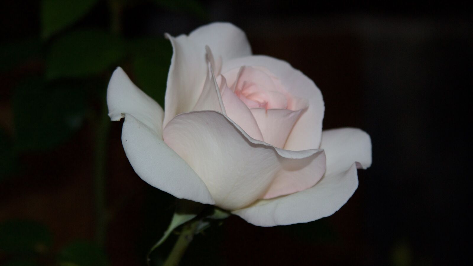 Canon EF 28-135mm F3.5-5.6 IS USM sample photo. Rose, floribunda, ippenburg photography