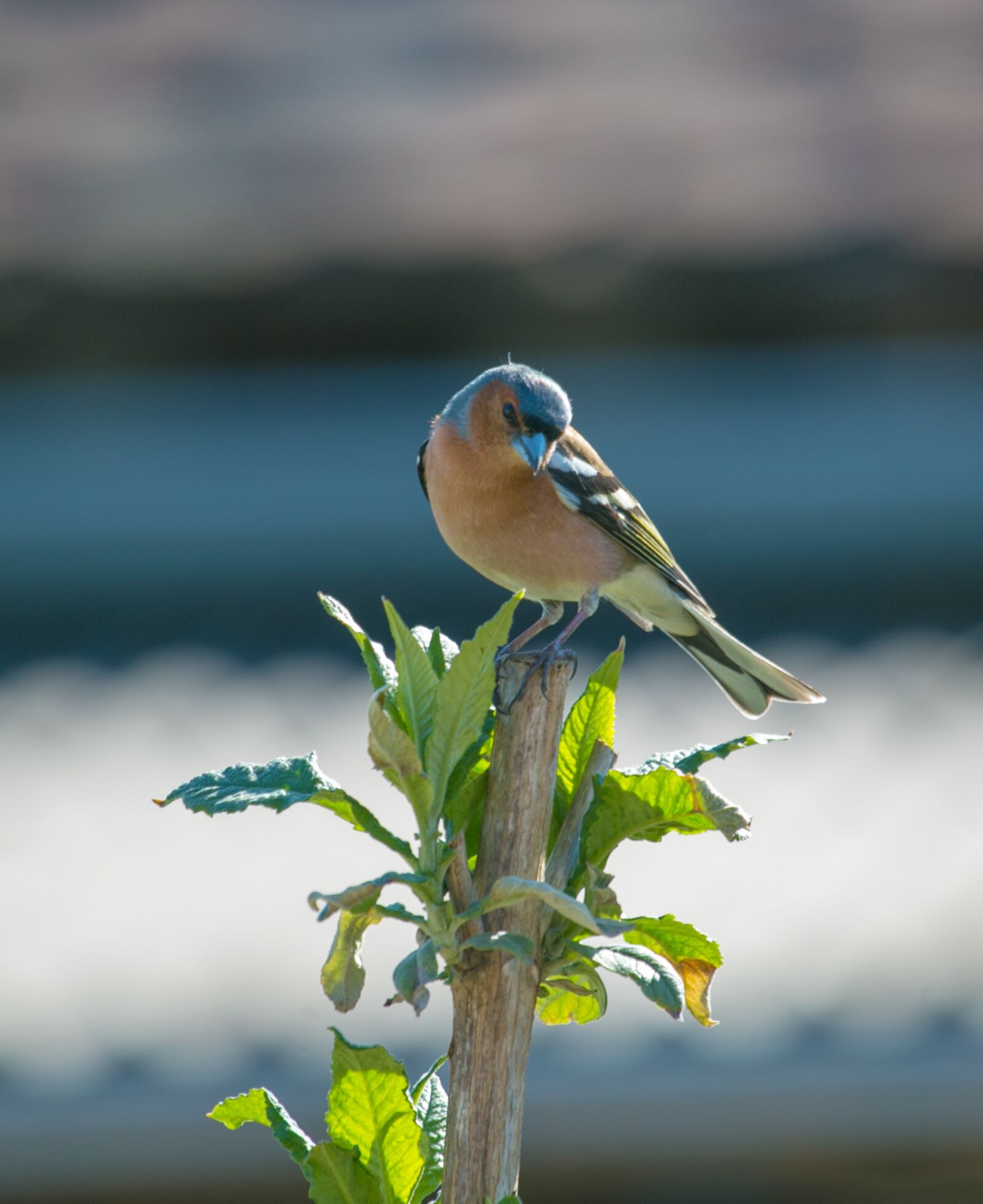 Canon EF 100-400mm F4.5-5.6L IS USM sample photo. Chaffinch, bird, wild animal photography