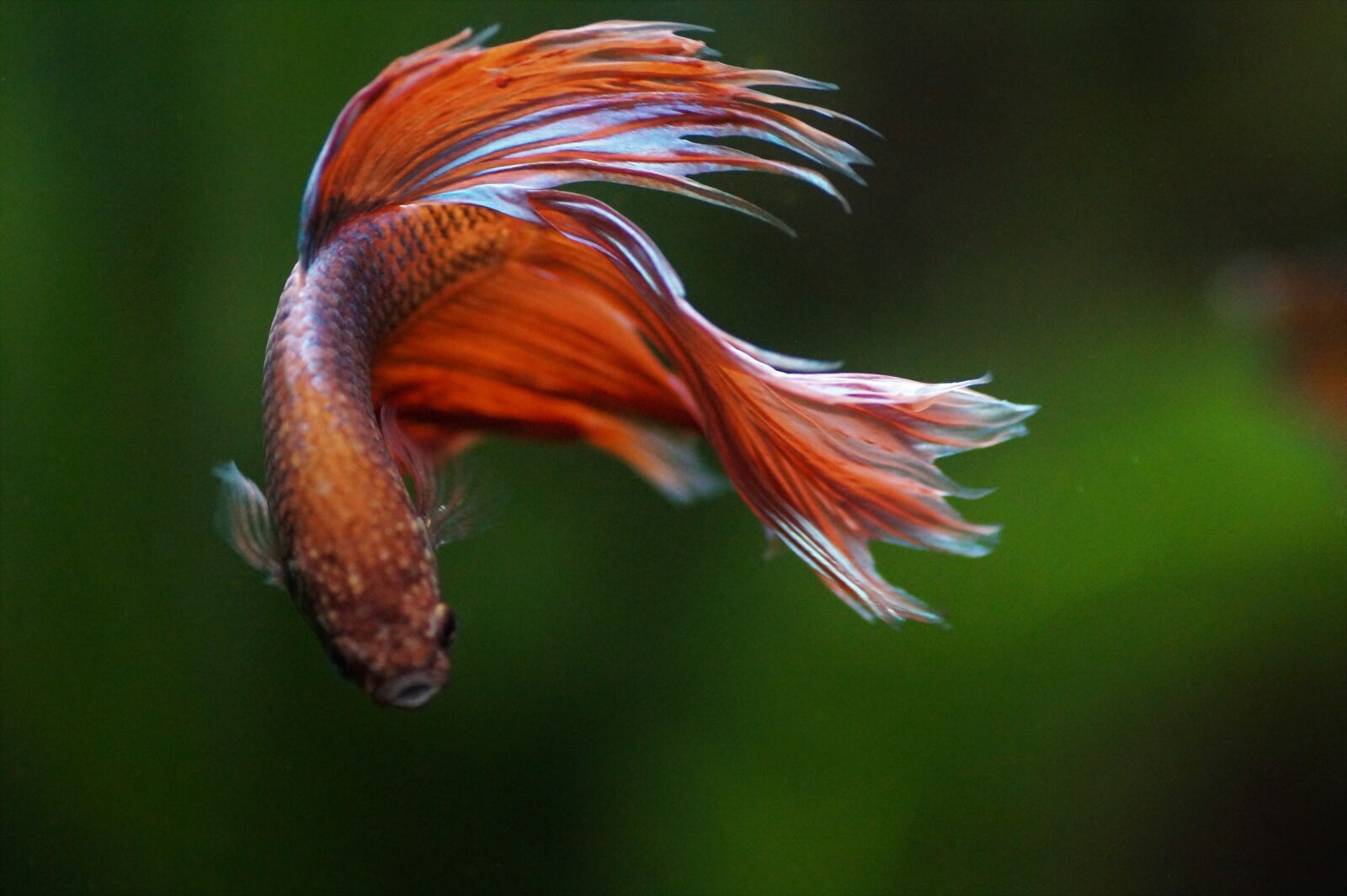 Sony SLT-A58 sample photo. Betta, warrior, beta photography