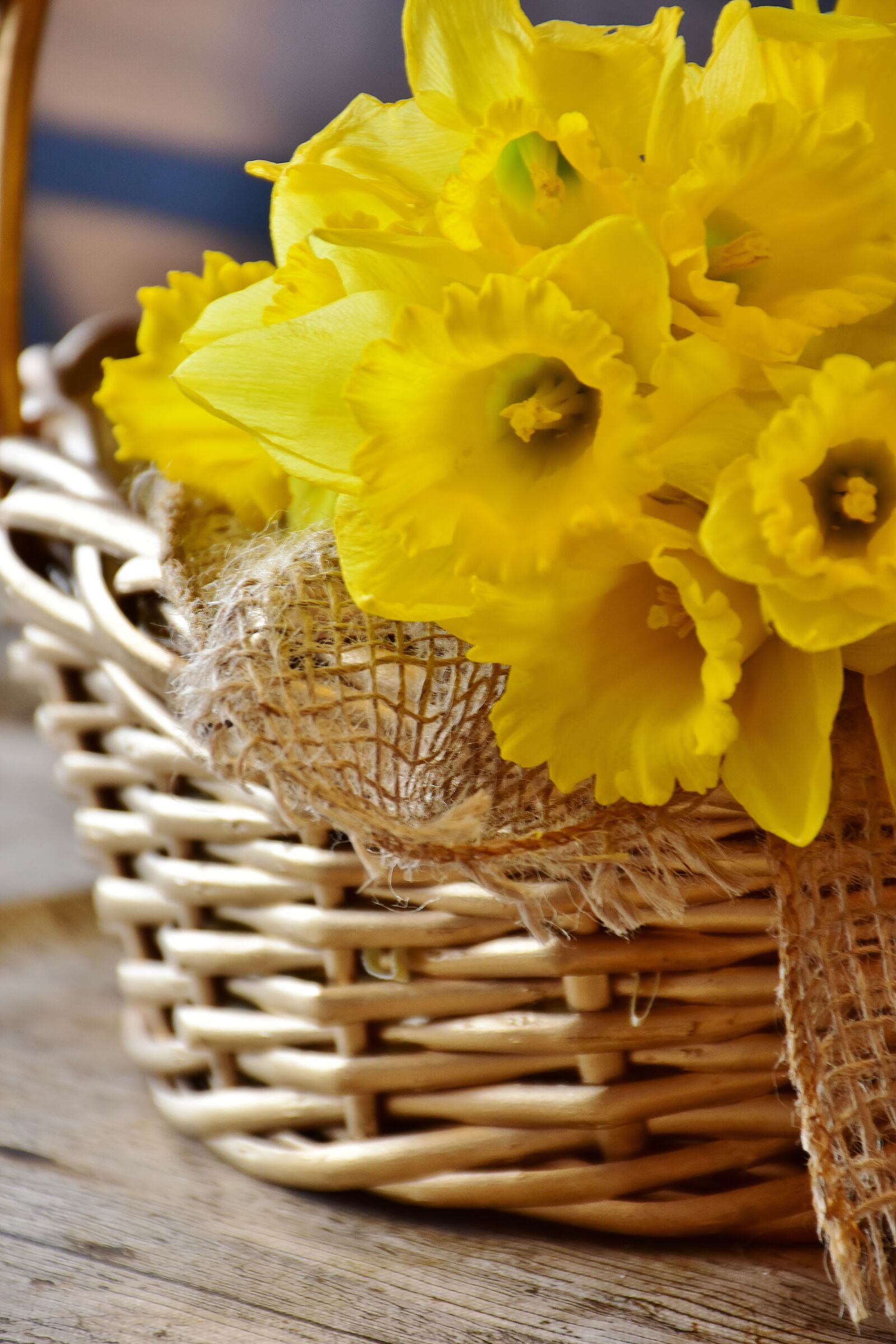 Nikon D7200 sample photo. Daffodils, yellow, spring photography