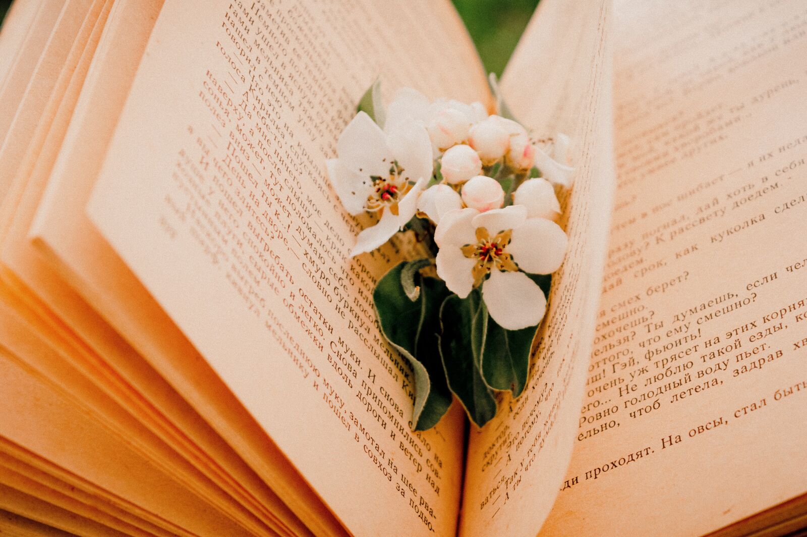 Nikon D3200 sample photo. Book, flower, read photography