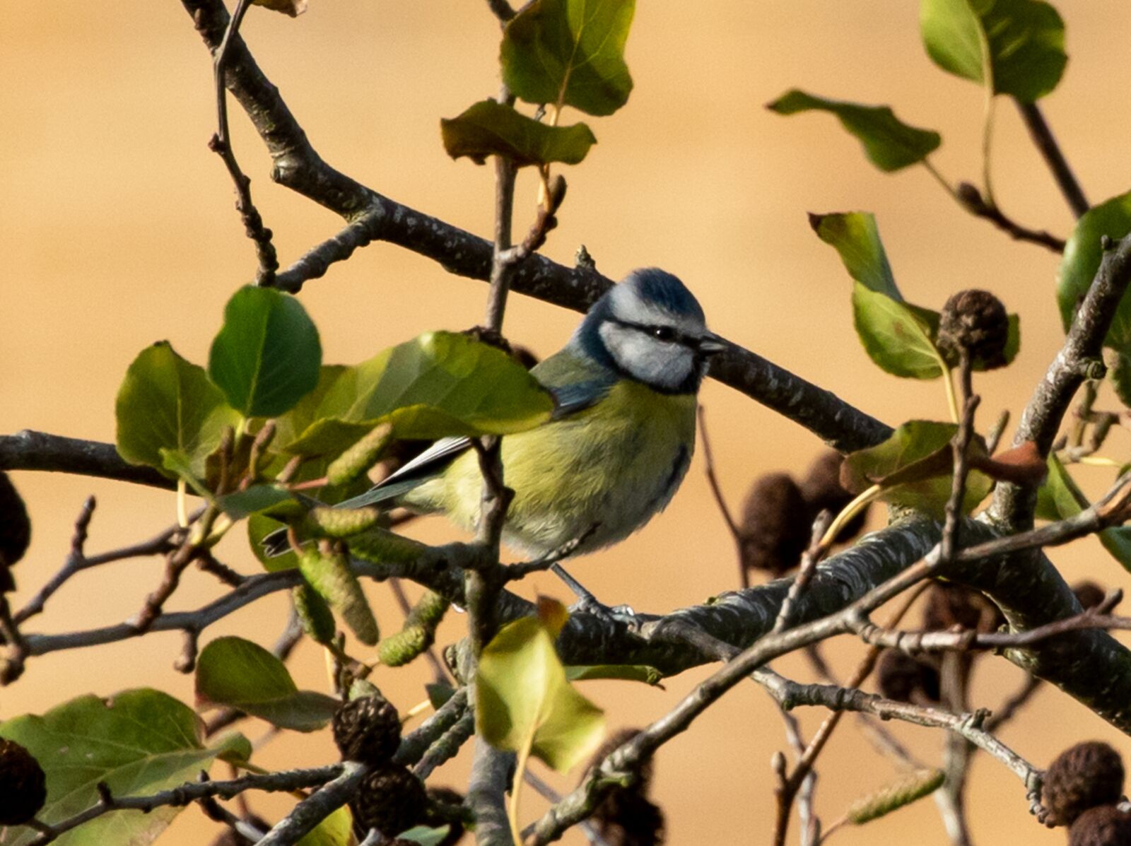Canon EOS 7D Mark II sample photo. Blue tit, feeding tit photography