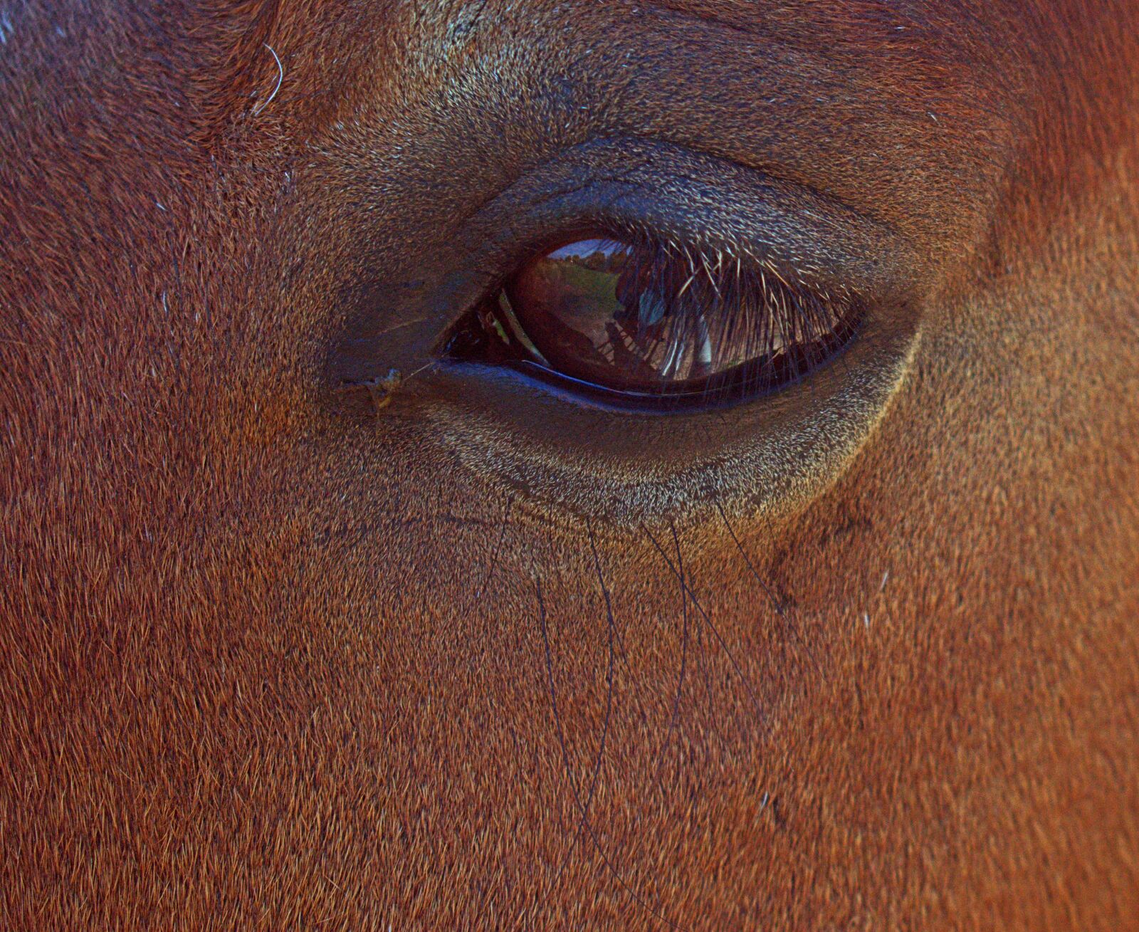 Nikon D3400 sample photo. Horse, eye, close up photography