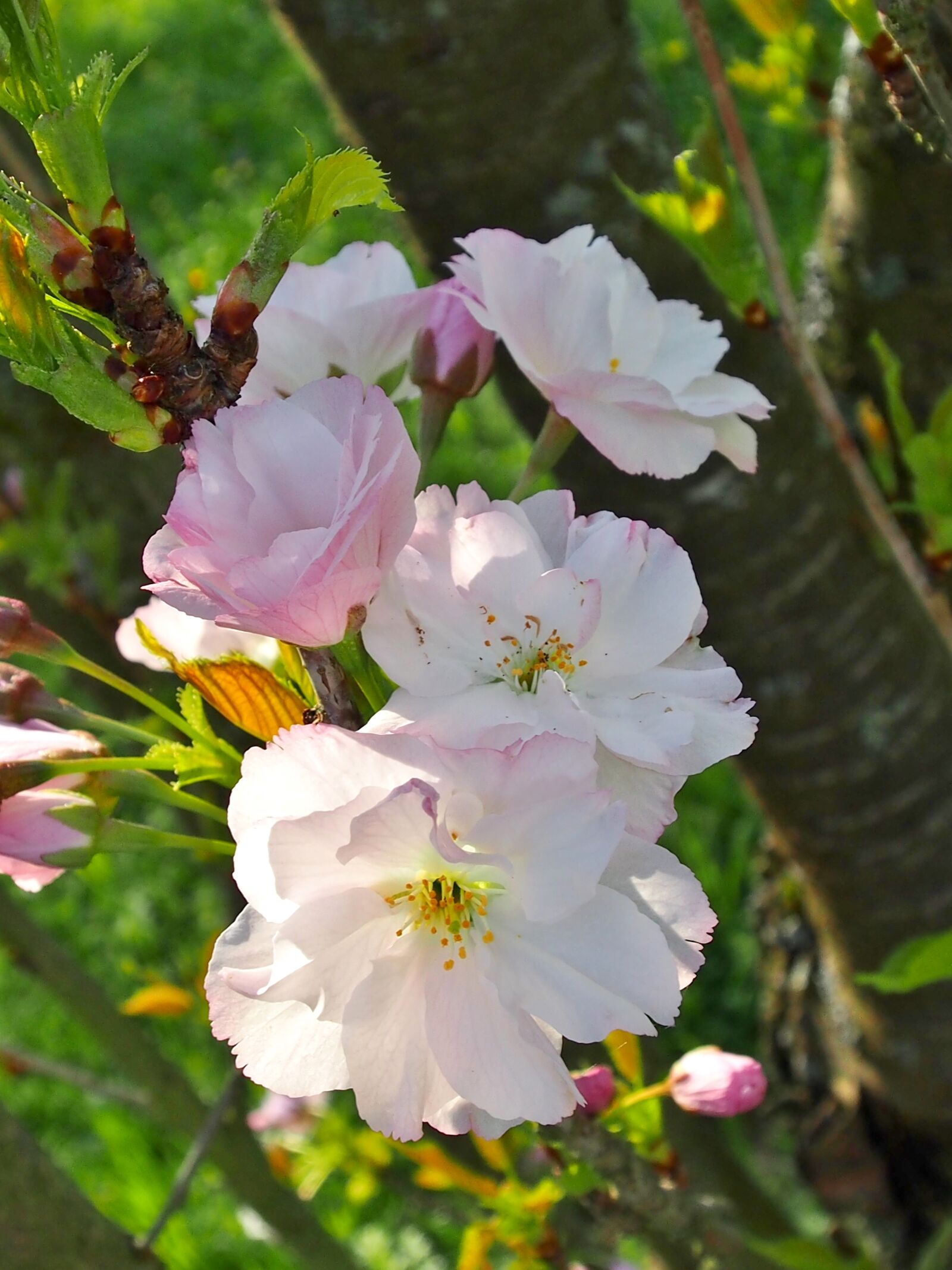 Olympus OM-D E-M5 sample photo. Flower, nature, plant photography