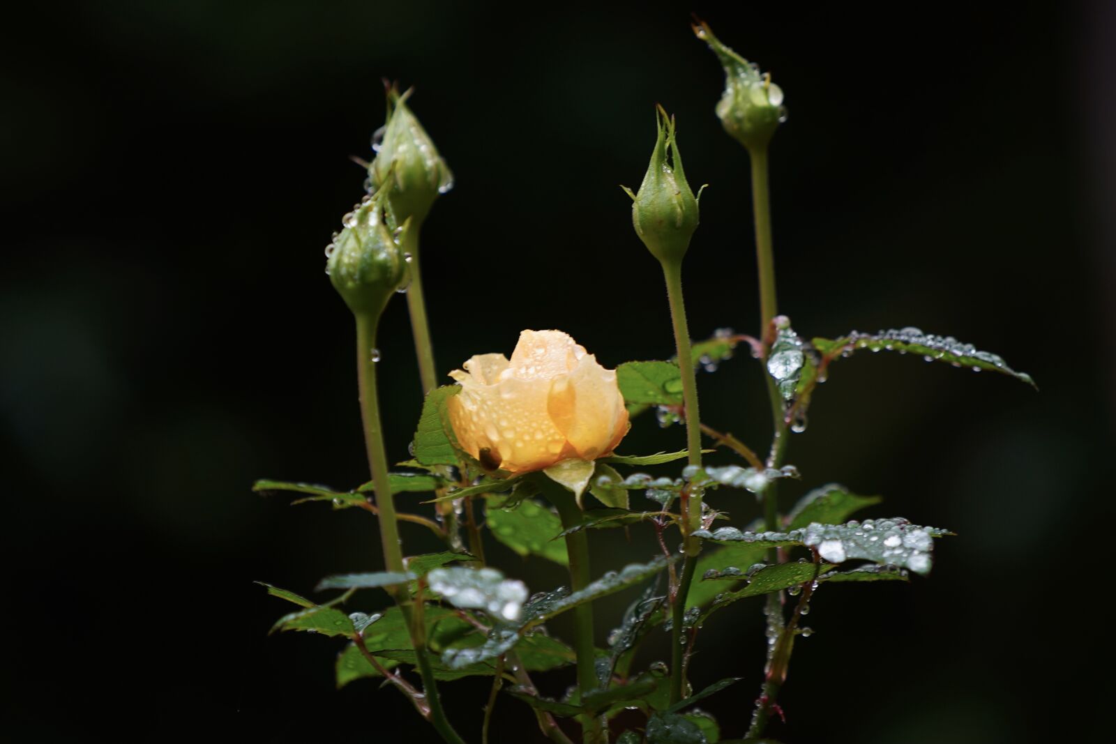 Sony FE 70-200mm F4 G OSS sample photo. Rose, rose bloom, bud photography